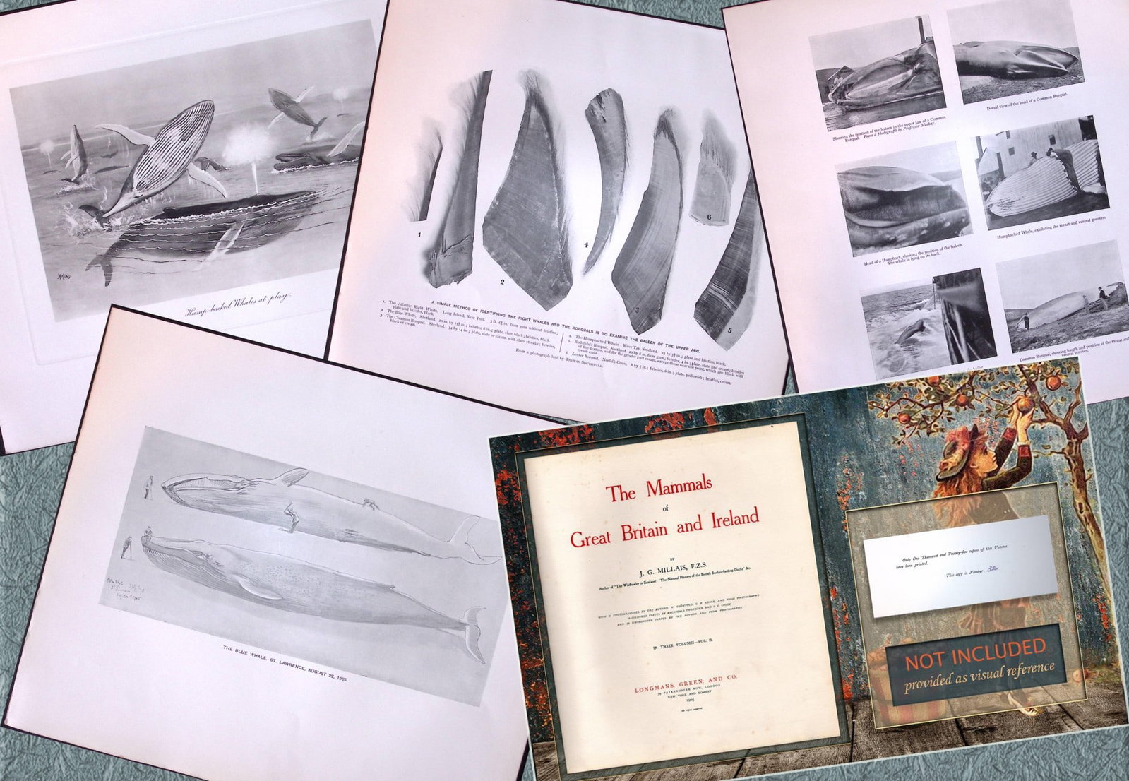 Job-Lot J.G. Millais Rare Limited-Edition Whales Family Species Antique Prints-9 (1 of 7)