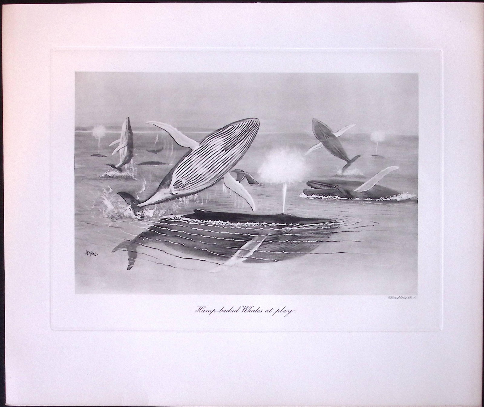 Job-Lot J.G. Millais Rare Limited-Edition Whales Family Species Antique Prints-9 - 2