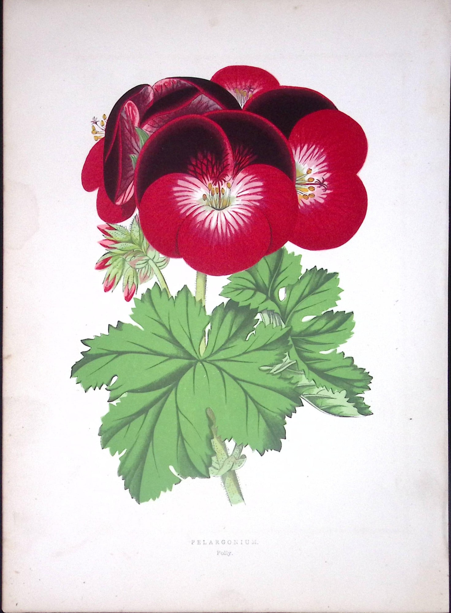 Pelargonium Flower Antique Shirley Hibbard Greenhouse Coloured Print-17: Title: Pelargonium Flower Antique Shirley Hibbard Greenhouse Coloured Print-17 Description: This Coloured Antique Print Measure Approximately 9.5” X 6.5” (Inches) 274. x 241.3 (mm).