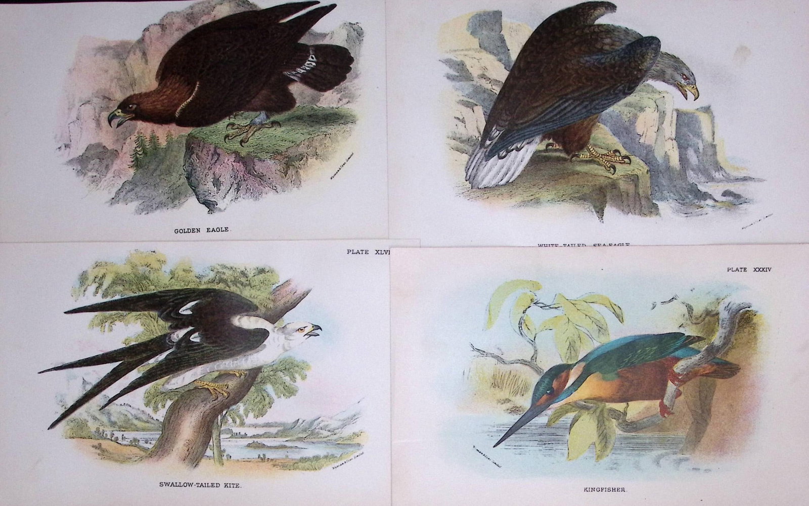 Job-Lot Lloyds Birds Golden Eagle, Sea Eagle, Kite, Kingfisher 130 Yrs-Old Antique Engravings-4.: Title: Job-Lot Lloyds Birds Golden Eagle, Sea Eagle, Kite, Kingfisher 130 Yrs-Old Antique Engravings-4. Description: Job-Lot Lloyds Birds Golden Eagle, Sea Eagle, Kite, Kingfisher 130 Yrs-Old Antique
