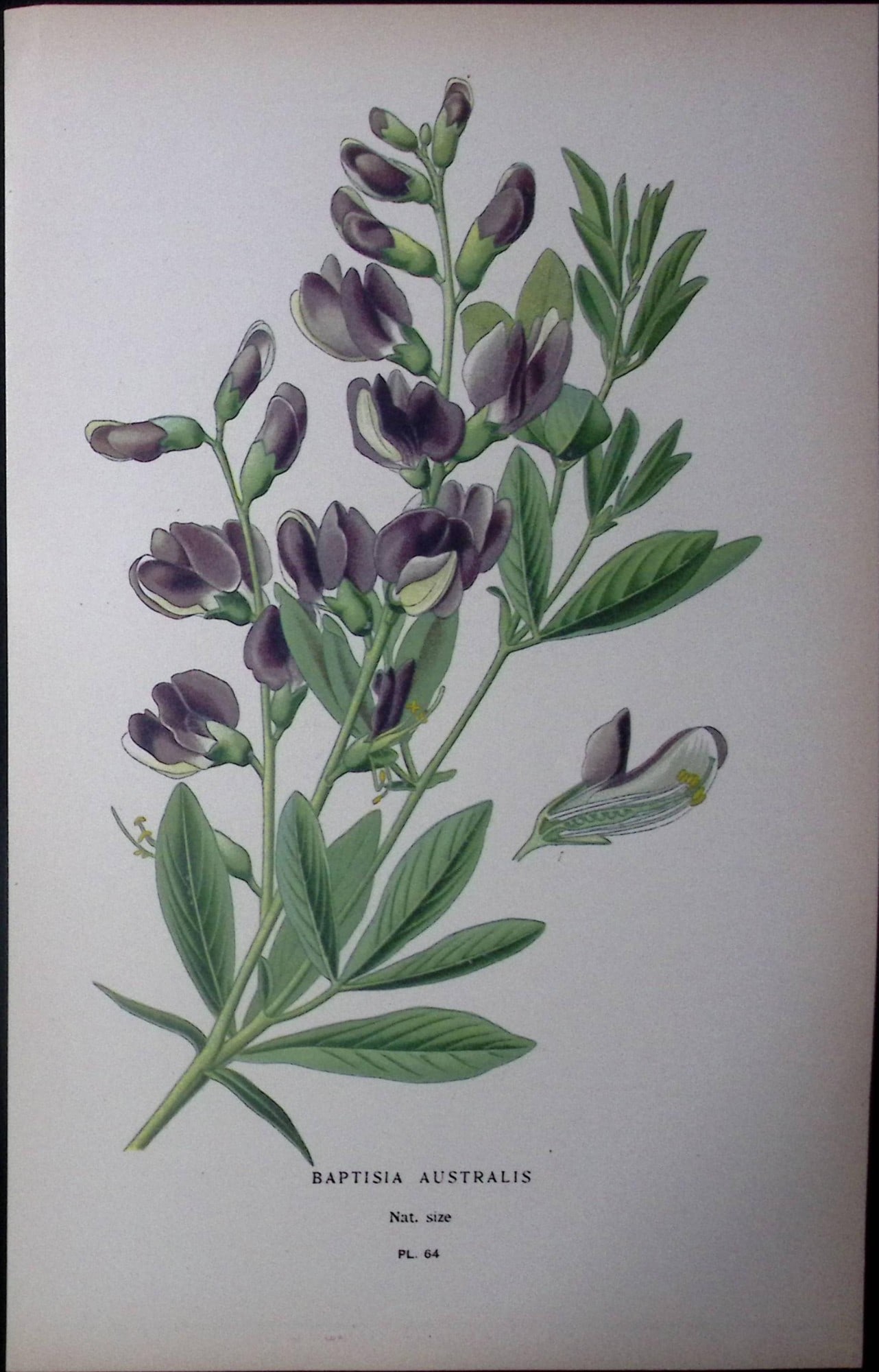 Baptisa Australlis Edward Step Rare Antique Botanical Book Plate-64: Title: Baptisa Australlis Edward Step Rare Antique Botanical Book Plate-64 Description: This Rare Beautiful Chromolithograph Was Removed from a Circa 1897 Antique Edition of. The Favourite Flowers of