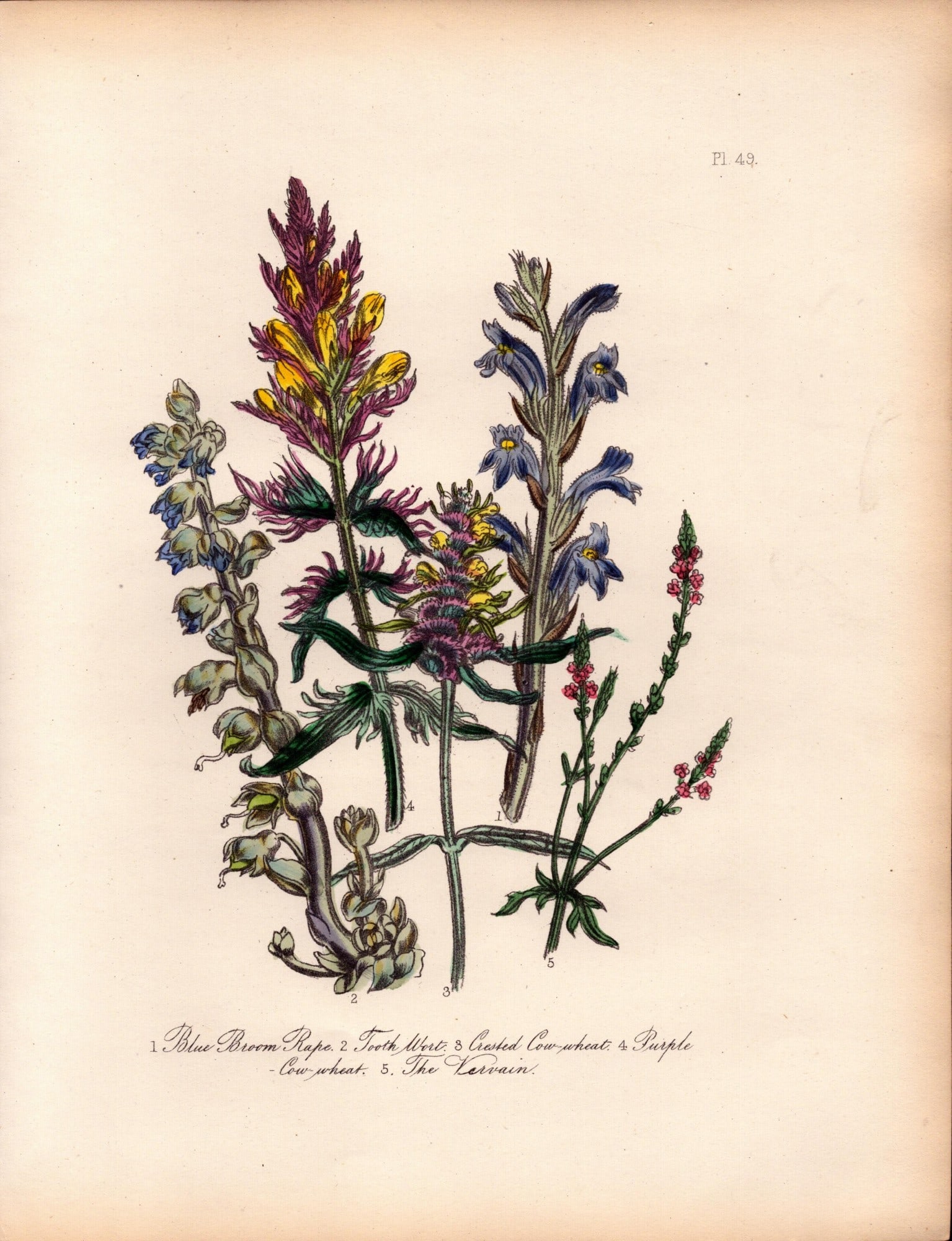 Rare 165-Yr-Old Antique Wildflower Gilt-Edged Illustration Jane Webb Loudon-49.: Title: Rare 165-Yr-Old Antique Wildflower Gilt-Edged Illustration Jane Webb Loudon-49. Description: Rare 165-Yr-Old Antique Wildflower Gilt-Edged Illustration Jane Webb Loudon. With Original