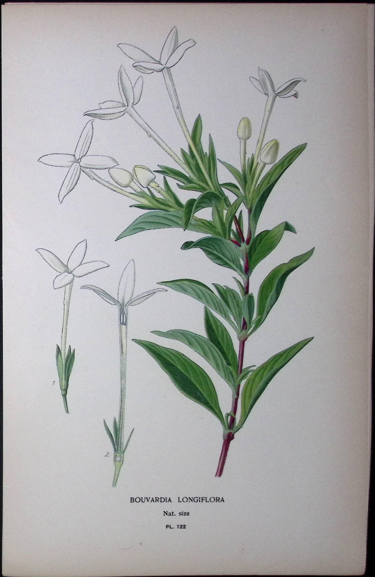 Scented Bouvardia, Edward Step Rare Antique Botanical Book Plate-122: Title: Scented Bouvardia, Edward Step Rare Antique Botanical Book Plate-122 Description: This Rare Beautiful Chromolithograph Was Removed from a Circa 1897 Antique Edition of. The Favourite Flowers