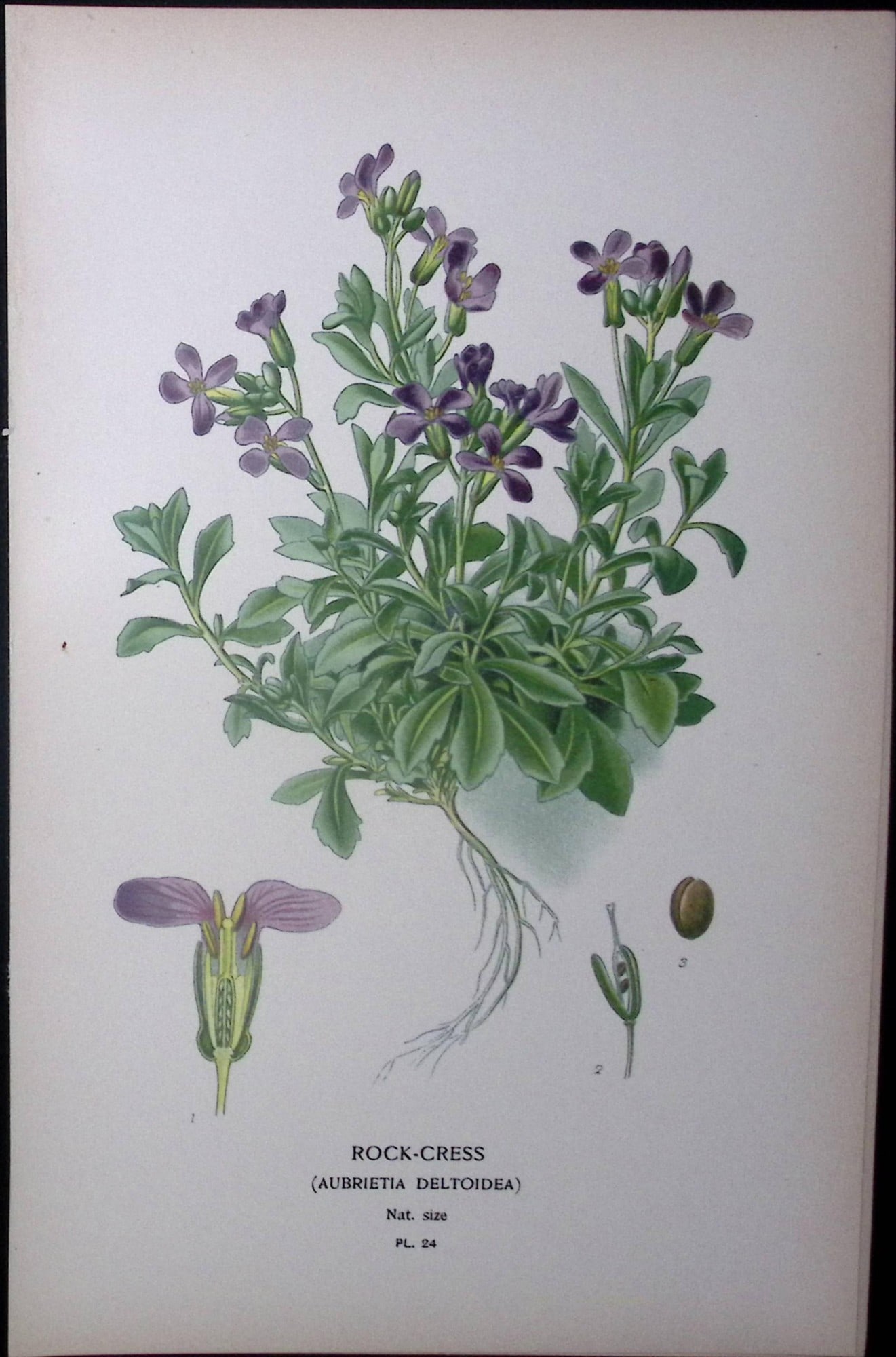 Rock-Cress Edward Step Rare Antique Botanical Book Plate-24: Title: Rock-Cress Edward Step Rare Antique Botanical Book Plate-24 Description: This Rare Beautiful Chromolithograph Was Removed from a Circa 1897 Antique Edition of. The Favourite Flowers of Garden