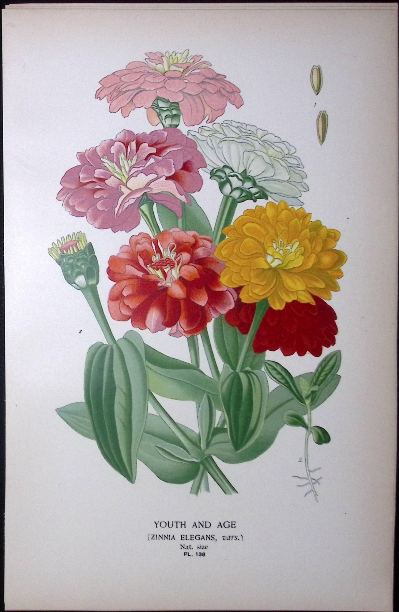 Youth And Age Flower Edward Step Rare Antique Botanical Book Plate-138: Title: Youth And Age Flower Edward Step Rare Antique Botanical Book Plate-138 Description: This Rare Beautiful Chromolithograph Was Removed from a Circa 1897 Antique Edition of. The Favourite Flowers