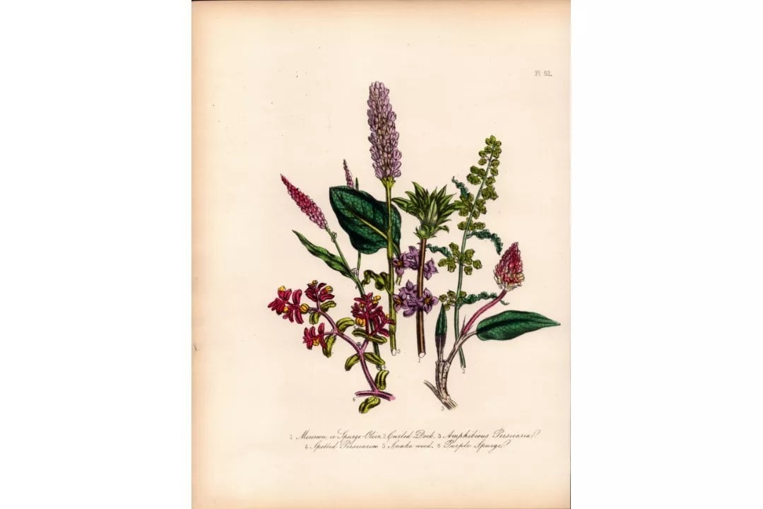 165-Yr-Old Antique Wildflower Gilt-Edged Illustration Jane Webb Loudon-52.: Title: 165-Yr-Old Antique Wildflower Gilt-Edged Illustration Jane Webb Loudon-52. Description: Rare 165-Yr-Old Antique Wildflower Gilt-Edged Illustration Jane Webb Loudon. With Original