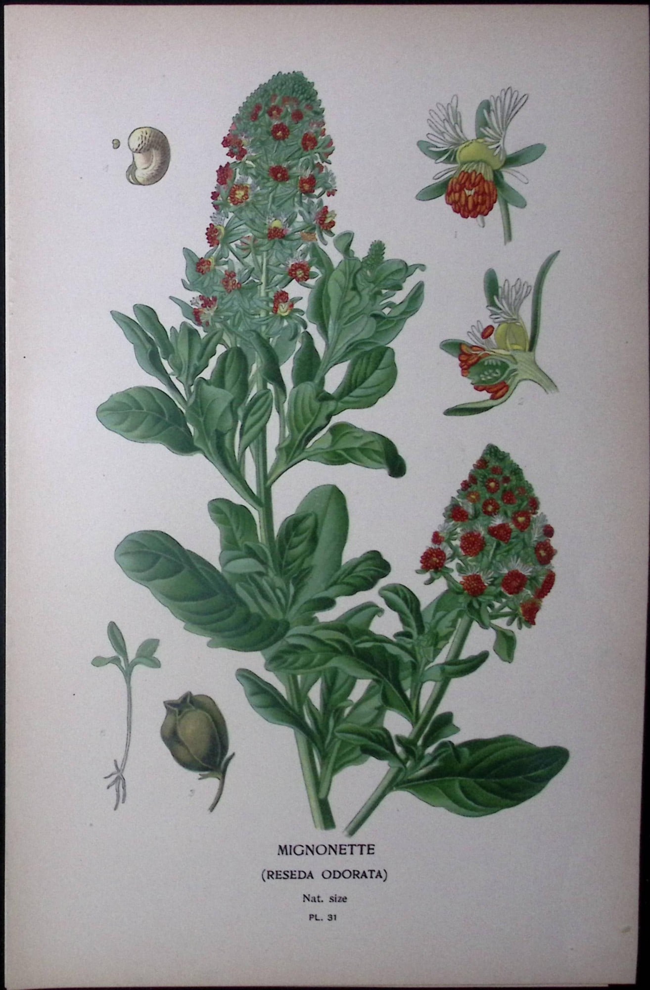 Mignonette Flower Edward Step Rare Antique Botanical Book Plate-31: Title: Mignonette Flower Edward Step Rare Antique Botanical Book Plate-31 Description: This Rare Beautiful Chromolithograph Was Removed from a Circa 1897 Antique Edition of. The Favourite Flowers of