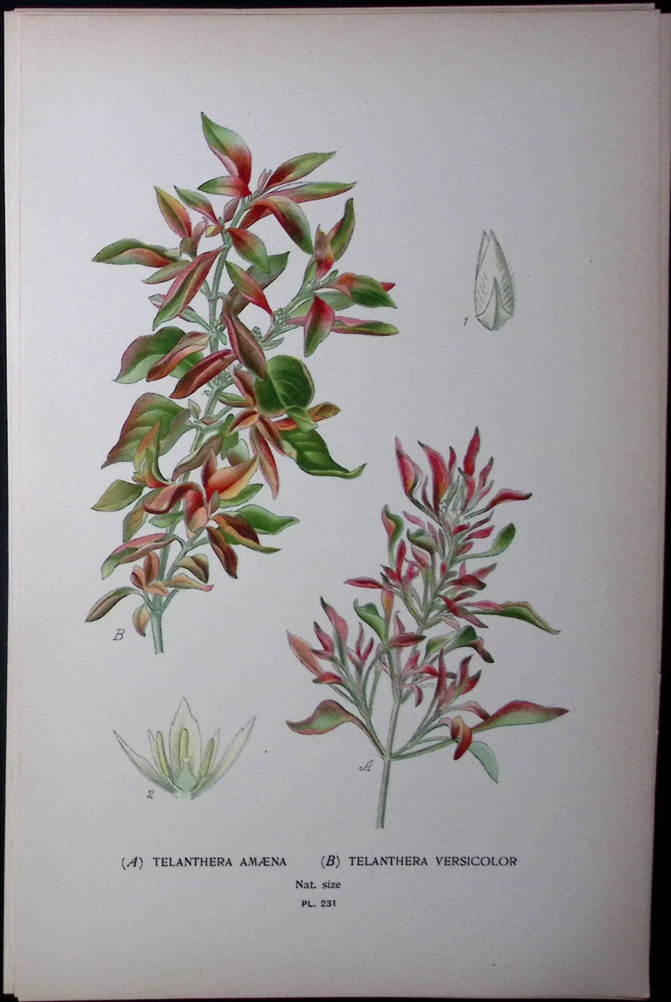 Telanthera Amaena & Versicolour Edward Step Rare Antique Botanical Book Plate-231: Title: Telanthera Amaena & Versicolour Edward Step Rare Antique Botanical Book Plate-231 Description: This Rare Beautiful Chromolithograph Was Removed from a Circa 1897 Antique Edition of.
