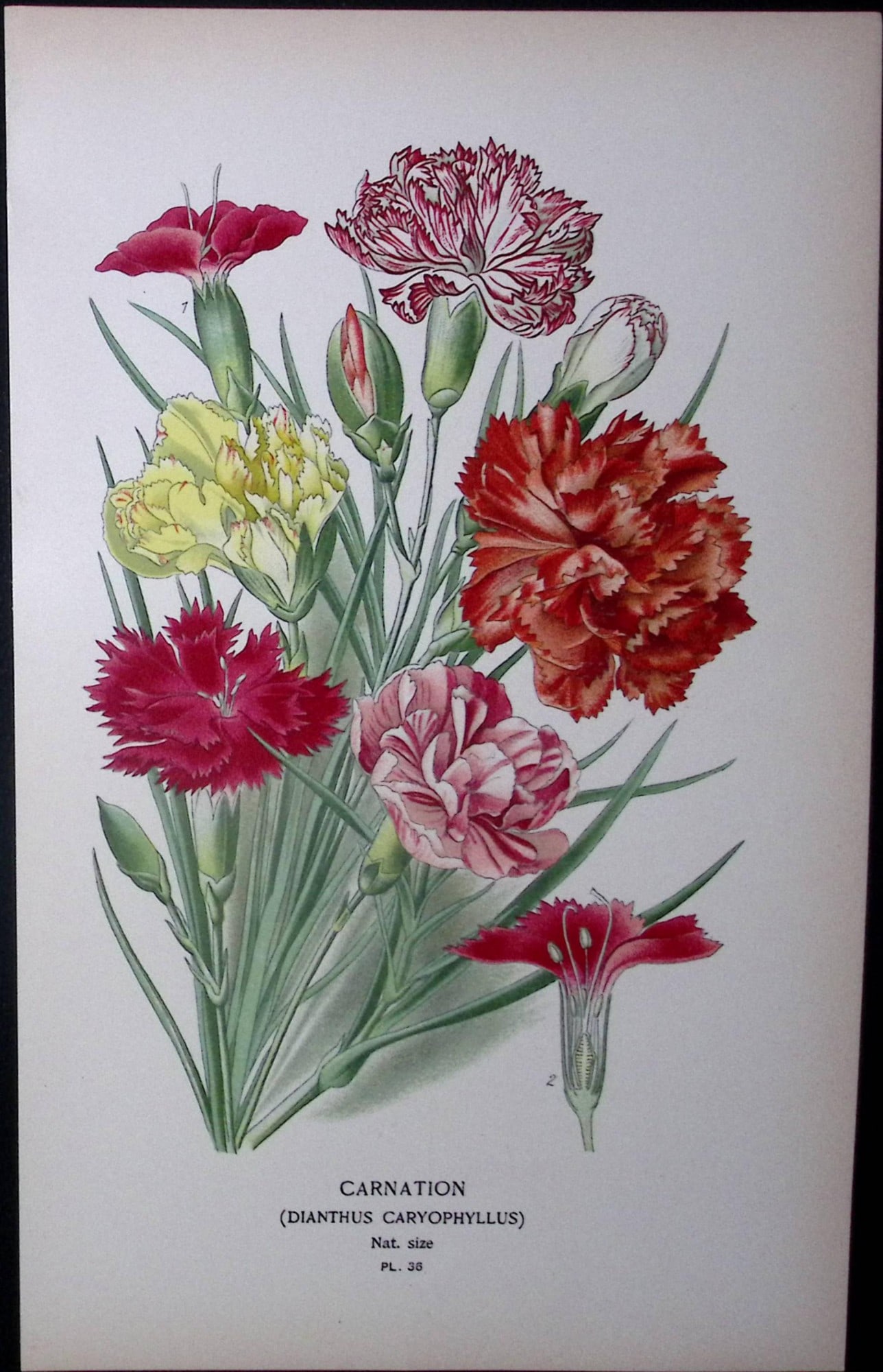 Carnation Edward Step Rare Antique Botanical Book Plate-36: Title: Carnation Edward Step Rare Antique Botanical Book Plate-36 Description: This Rare Beautiful Chromolithograph Was Removed from a Circa 1897 Antique Edition of. The Favourite Flowers of Garden