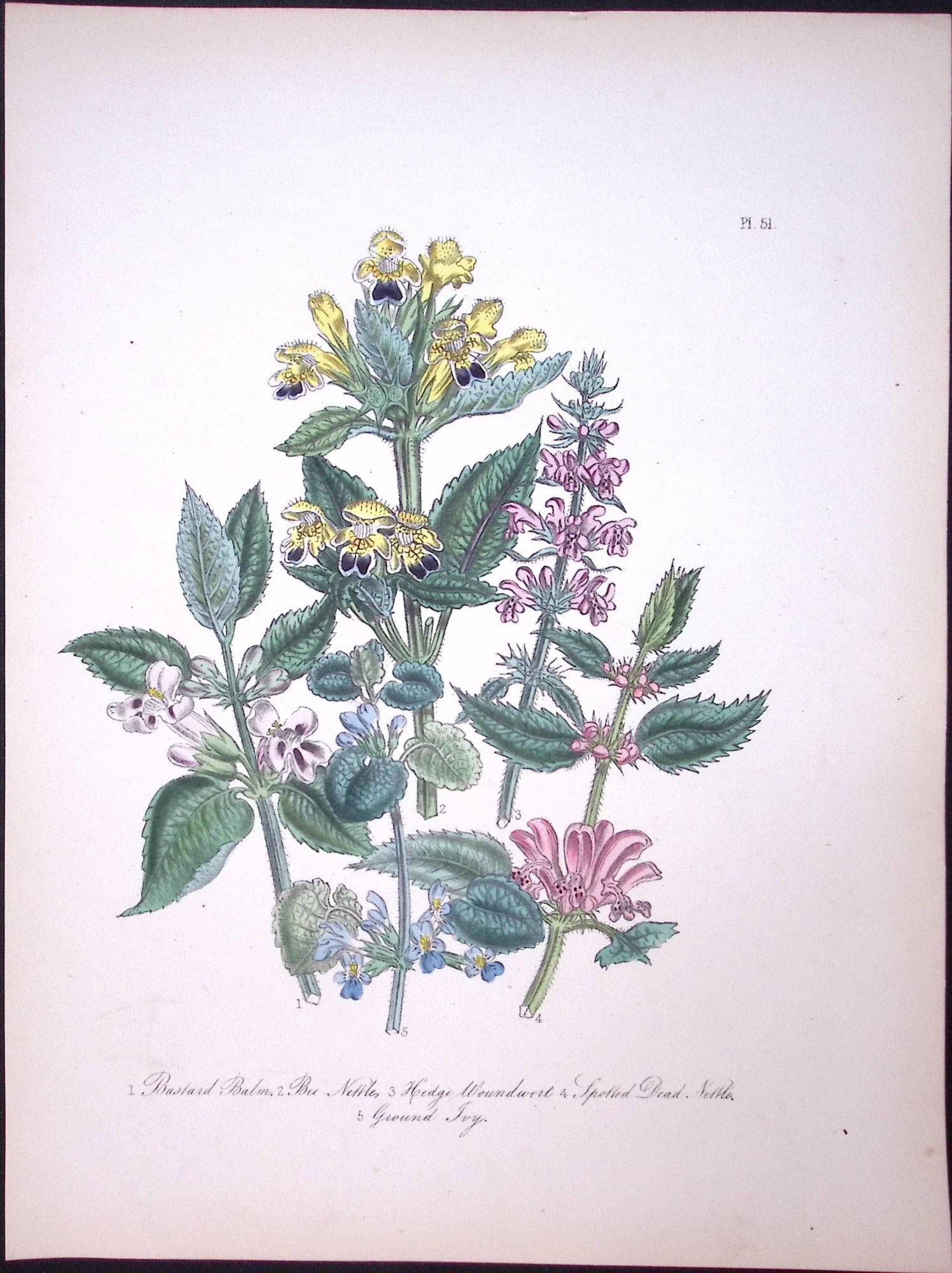 Rare 165-Yr-Old Antique Wildflower Gilt-Edged Illustration Jane Webb Loudon-51-A: Title: Rare 165-Yr-Old Antique Wildflower Gilt-Edged Illustration Jane Webb Loudon-51-A Description: Rare 165-Yr-Old Antique Wildflower Gilt-Edged Illustration Jane Webb Loudon-57. With