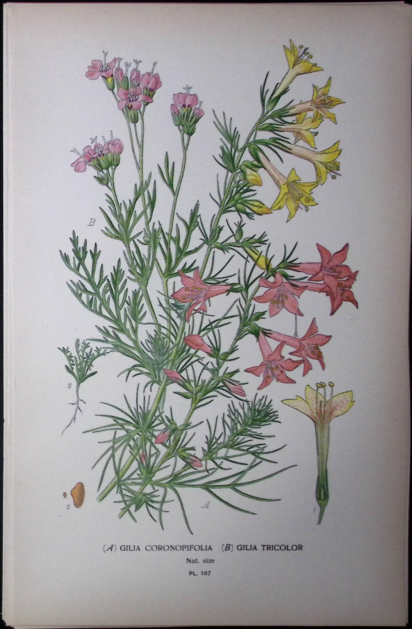 Standing-Cypress Edward Step Rare Antique Botanical Book Plate-187: Title: Standing-Cypress Edward Step Rare Antique Botanical Book Plate-187 Description: This Rare Beautiful Chromolithograph Was Removed from a Circa 1897 Antique Edition of. The Favourite Flowers of