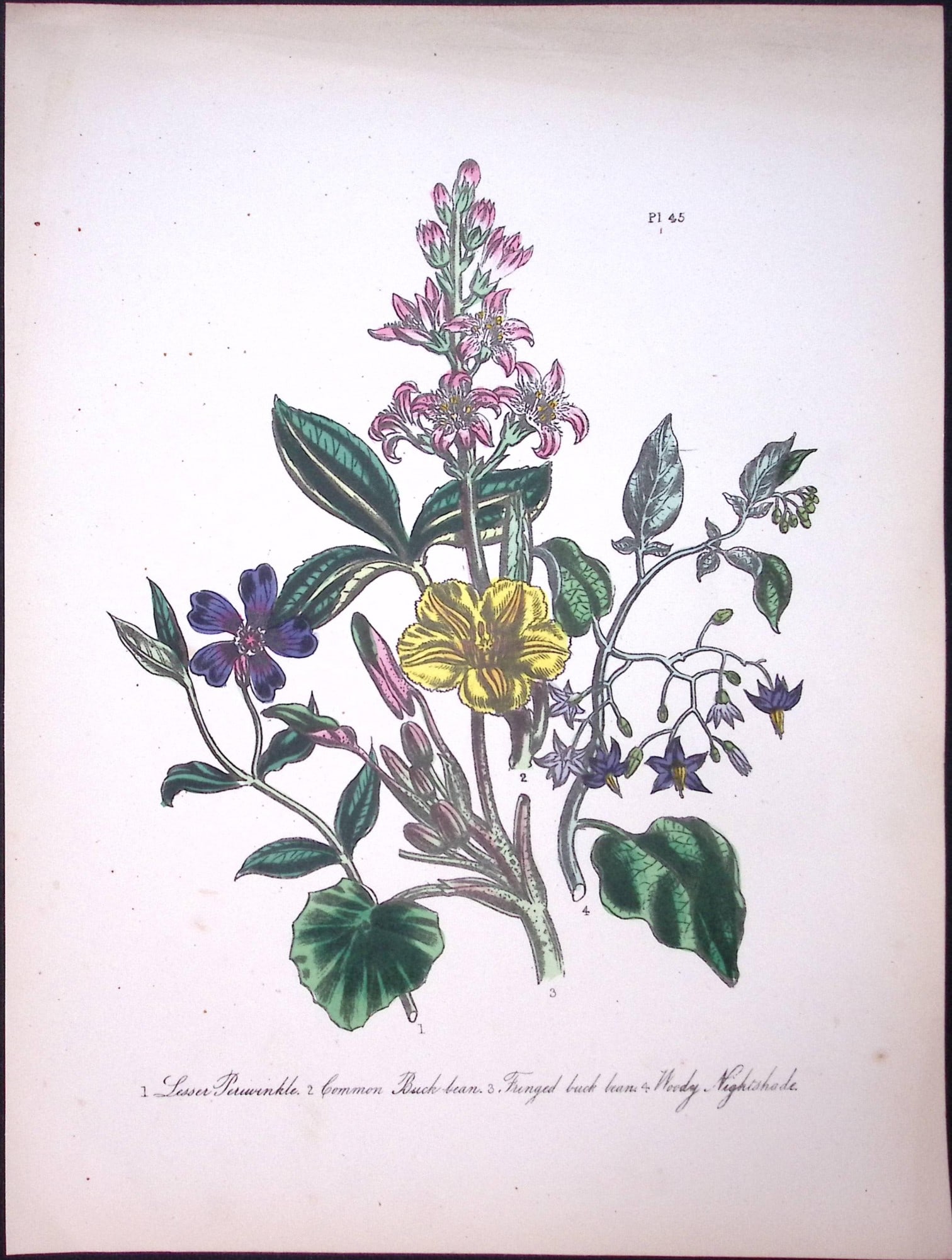 Rare 165-Yr-Old Antique Wildflower Gilt-Edged Illustration Jane Webb Loudon-45-A: Title: Rare 165-Yr-Old Antique Wildflower Gilt-Edged Illustration Jane Webb Loudon-45-A Description: Rare 165-Yr-Old Antique Wildflower Gilt-Edged Illustration Jane Webb Loudon-57. With O