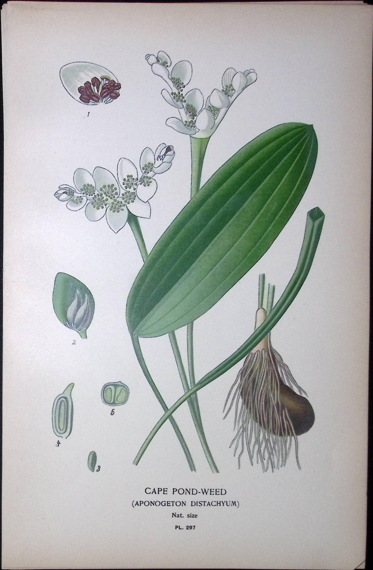 Cape Pond-Weed Edward Step Rare Antique Botanical Book Plate-297: Title: Cape Pond-Weed Edward Step Rare Antique Botanical Book Plate-297 Description: This Rare Beautiful Chromolithograph Was Removed from a Circa 1897 Antique Edition of. The Favourite Flowers of