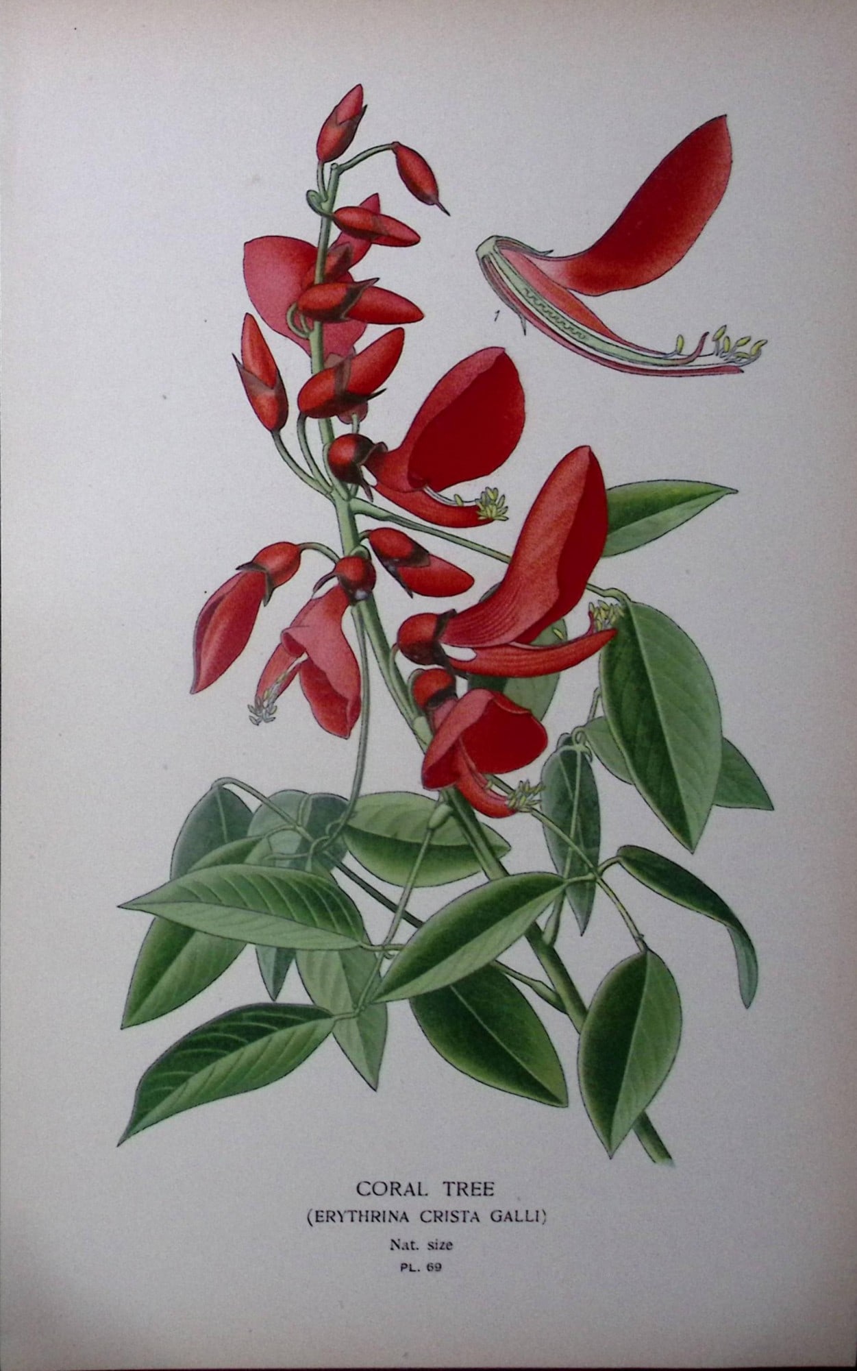 Coral Tree Edward Step Rare Antique Botanical Book Plate-69: Title: Coral Tree Edward Step Rare Antique Botanical Book Plate-69 Description: This Rare Beautiful Chromolithograph Was Removed from a Circa 1897 Antique Edition of. The Favourite Flowers of Garden