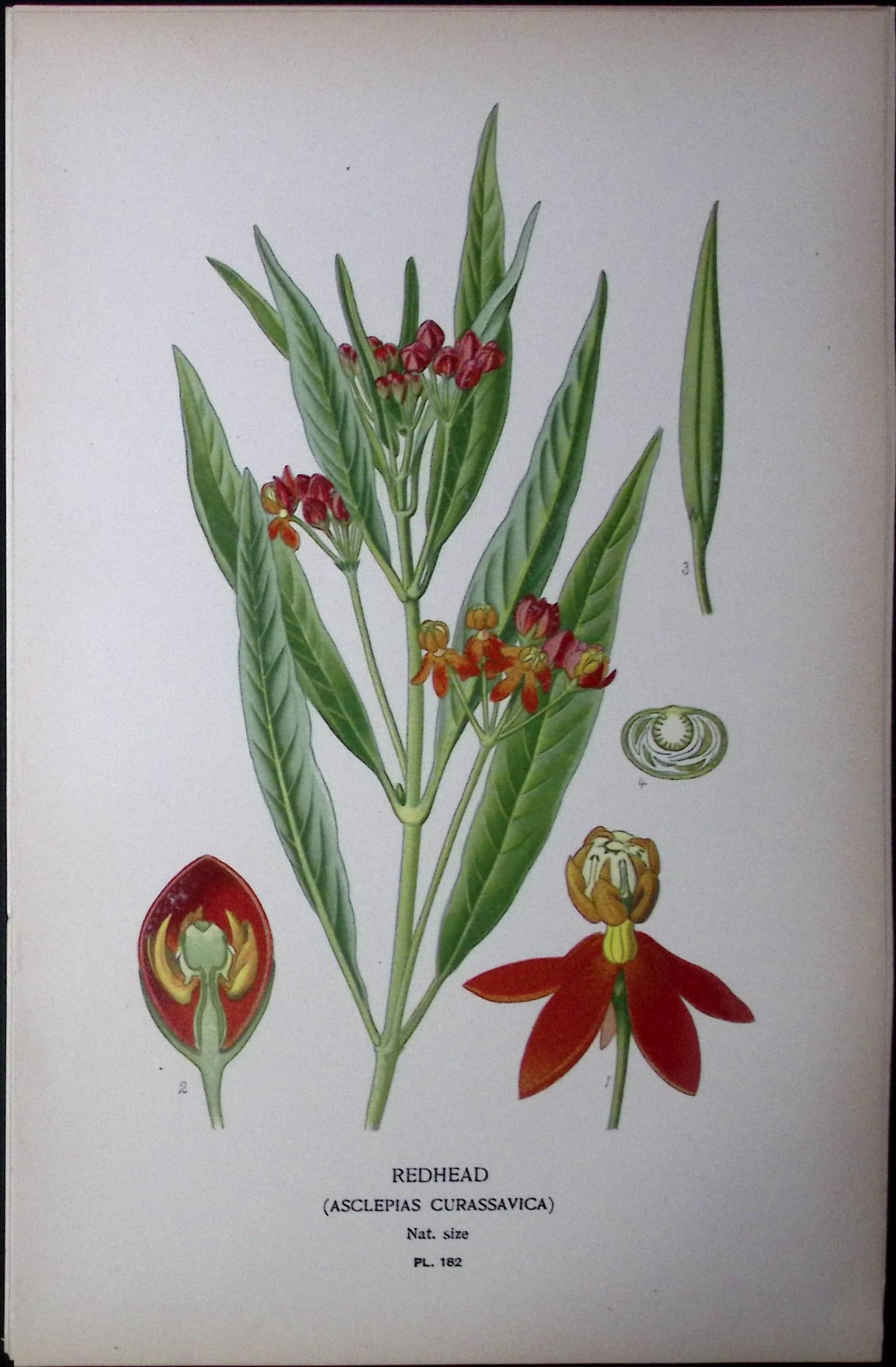 Redhead Flower Edward Step Rare Antique Botanical Book Plate-182: Title: Redhead Flower Edward Step Rare Antique Botanical Book Plate-182 Description: This Rare Beautiful Chromolithograph Was Removed from a Circa 1897 Antique Edition of. The Favourite Flowers of