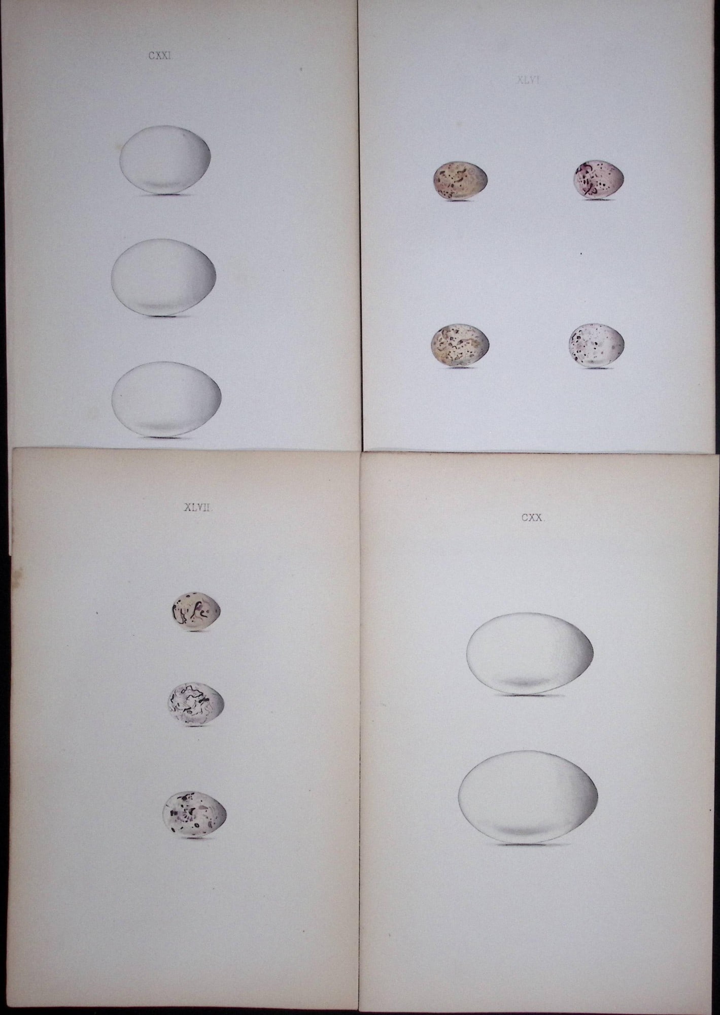 Grebe & Bunting-William Hewitson Joblot of Antique Hand-Coloured lithographs-13.: Title: Grebe & Bunting-William Hewitson Joblot of Antique Hand-Coloured lithographs-13. Description: Grebe & Bunting-William Hewitson Joblot of Antique Hand-Coloured lithographs-13.<
