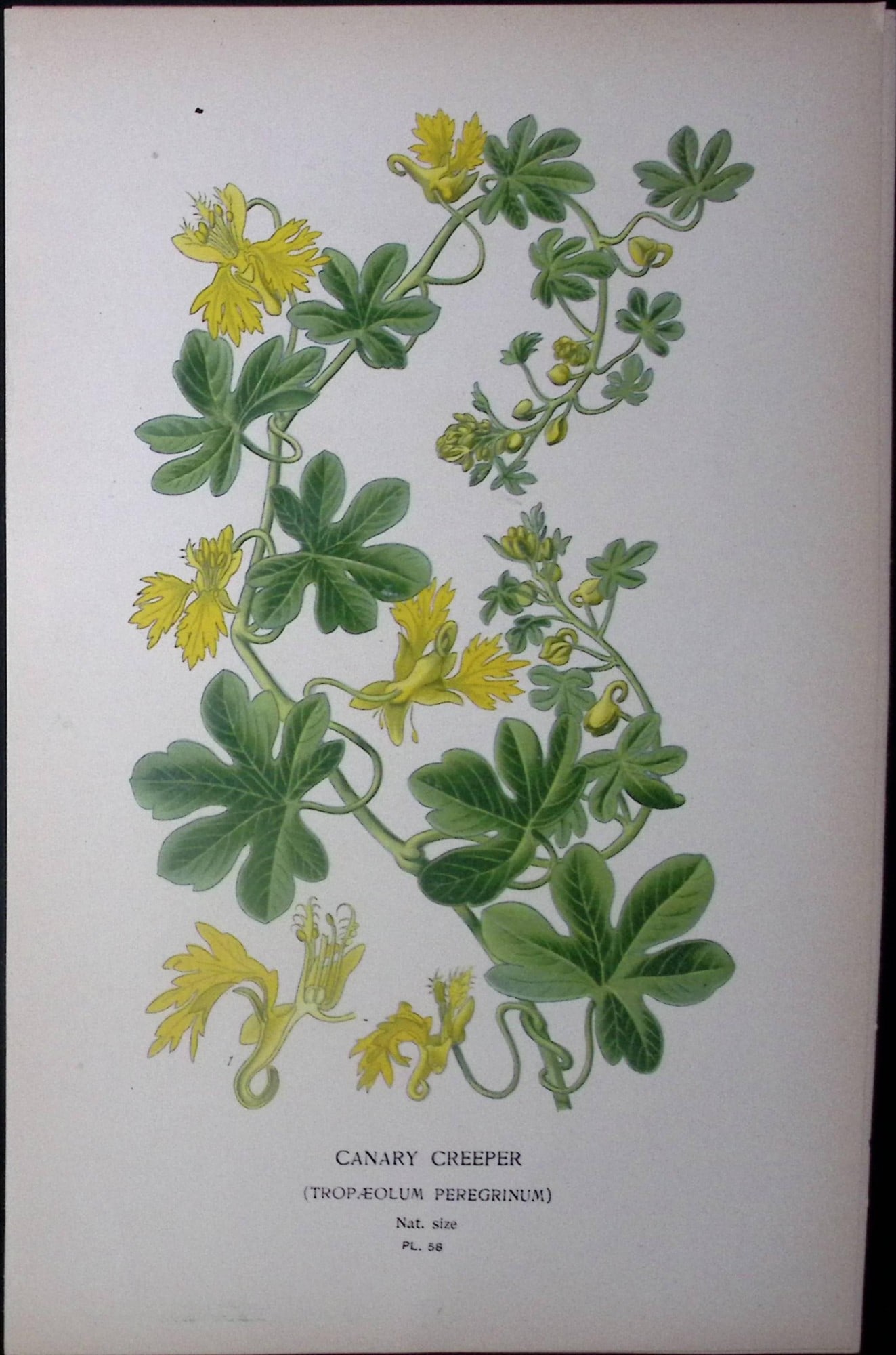 Canary Creeper Edward Step Rare Antique Botanical Book Plate-58: Title: Canary Creeper Edward Step Rare Antique Botanical Book Plate-58 Description: This Rare Beautiful Chromolithograph Was Removed from a Circa 1897 Antique Edition of. The Favourite Flowers of