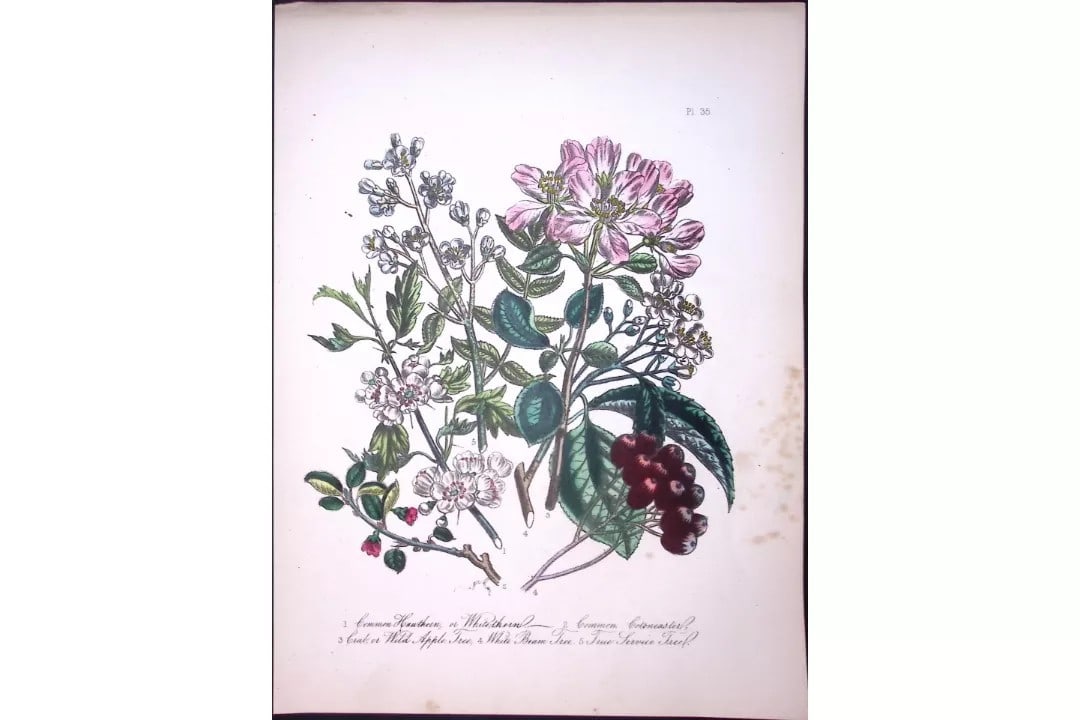 Rare 165-Yr-Old Antique Wildflower Gilt-Edged Illustration Jane Webb Loudon-35-A: Title: Rare 165-Yr-Old Antique Wildflower Gilt-Edged Illustration Jane Webb Loudon-35-A Description: Rare 165-Yr-Old Antique Wildflower Gilt-Edged Illustration Jane Webb Loudon-57. With