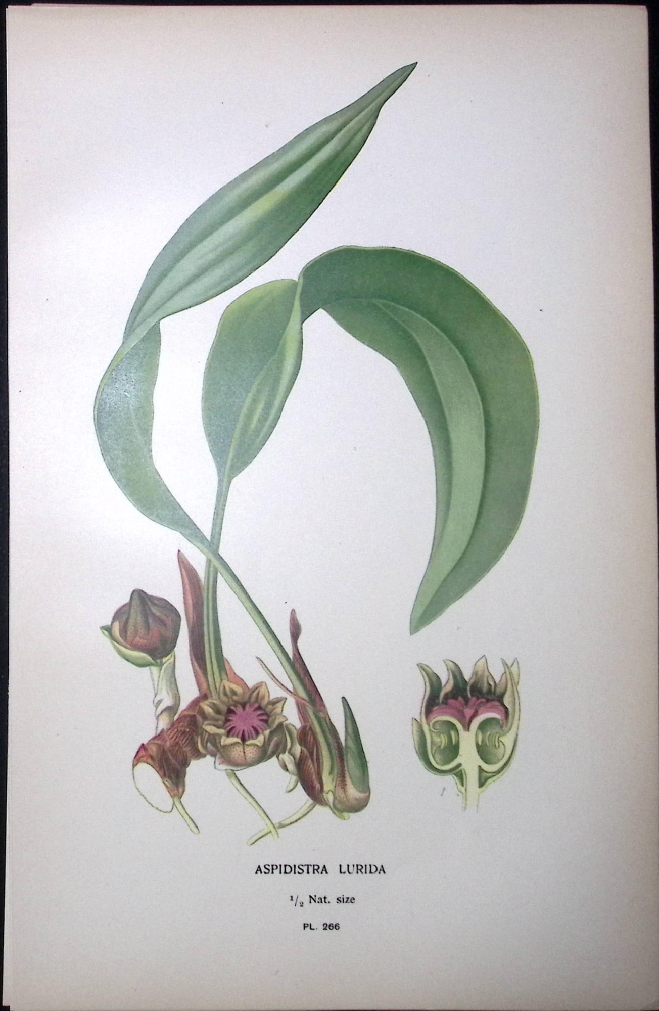 Cast Iron Plant Edward Step Rare Antique Botanical Book Plate-266 (1 of 1)