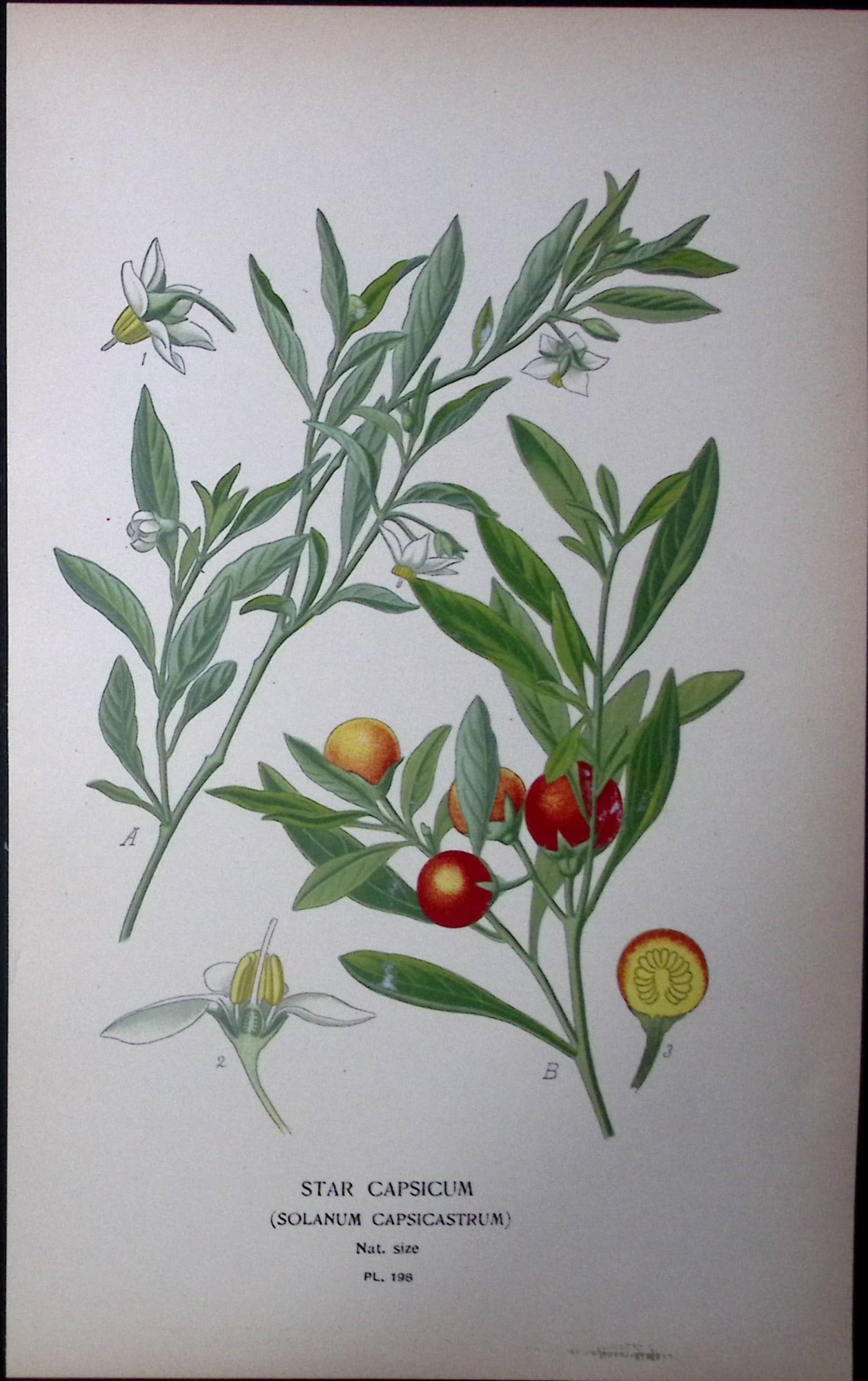 Star Capsicum Flower Edward Step Rare Antique Botanical Book Plate-198: Title: Star Capsicum Flower Edward Step Rare Antique Botanical Book Plate-198 Description: This Rare Beautiful Chromolithograph Was Removed from a Circa 1897 Antique Edition of. The Favourite Flowers