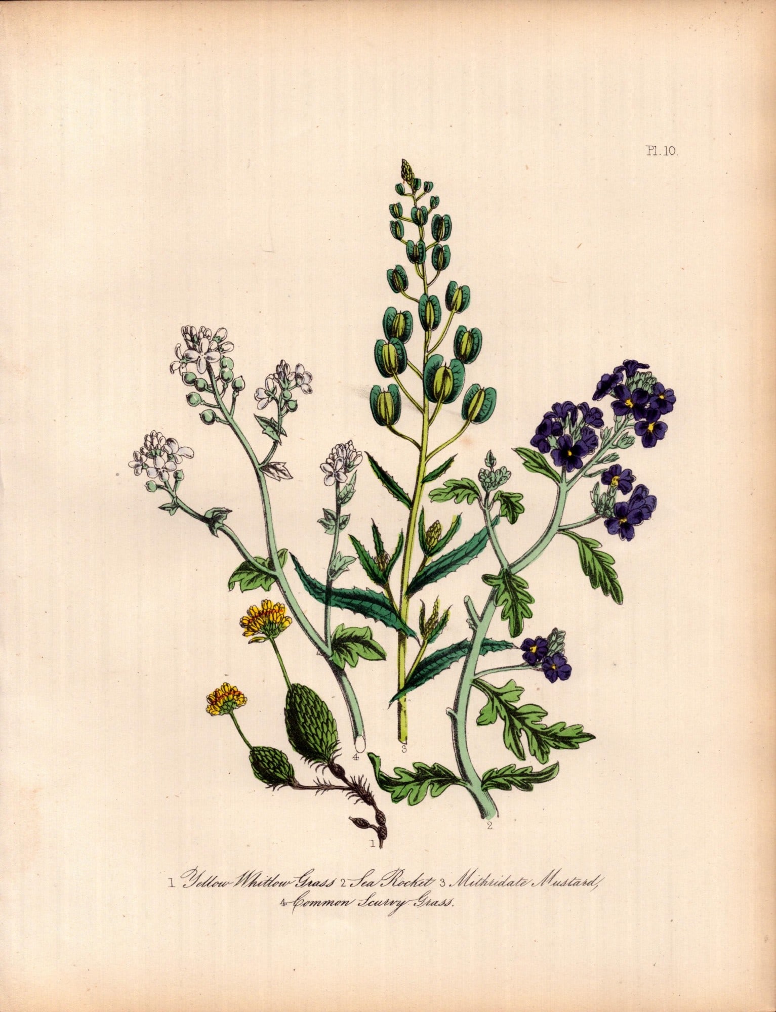 Rare 165-Yr-Old Antique Wildflower Gilt-Edged Illustration Jane Webb Loudon -10.: Title: Rare 165-Yr-Old Antique Wildflower Gilt-Edged Illustration Jane Webb Loudon -10. Description: With Original Hand-Colouring from The Famed Series of British Wildflowers. By Jane Webb Louden