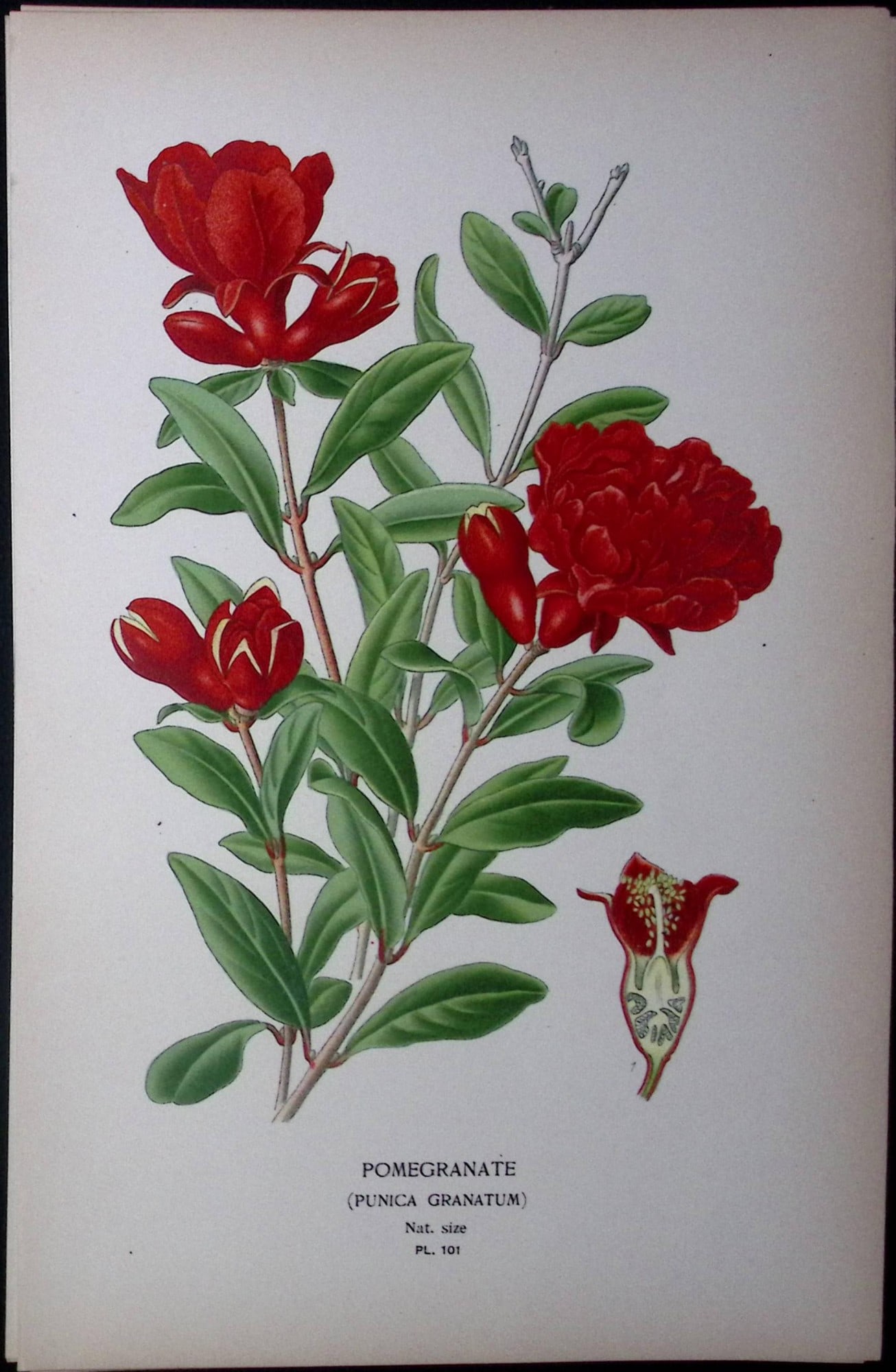Pomegranate Edward Step Rare Antique Botanical Book Plate-101: Title: Pomegranate Edward Step Rare Antique Botanical Book Plate-101 Description: This Rare Beautiful Chromolithograph Was Removed from a Circa 1897 Antique Edition of. The Favourite Flowers of