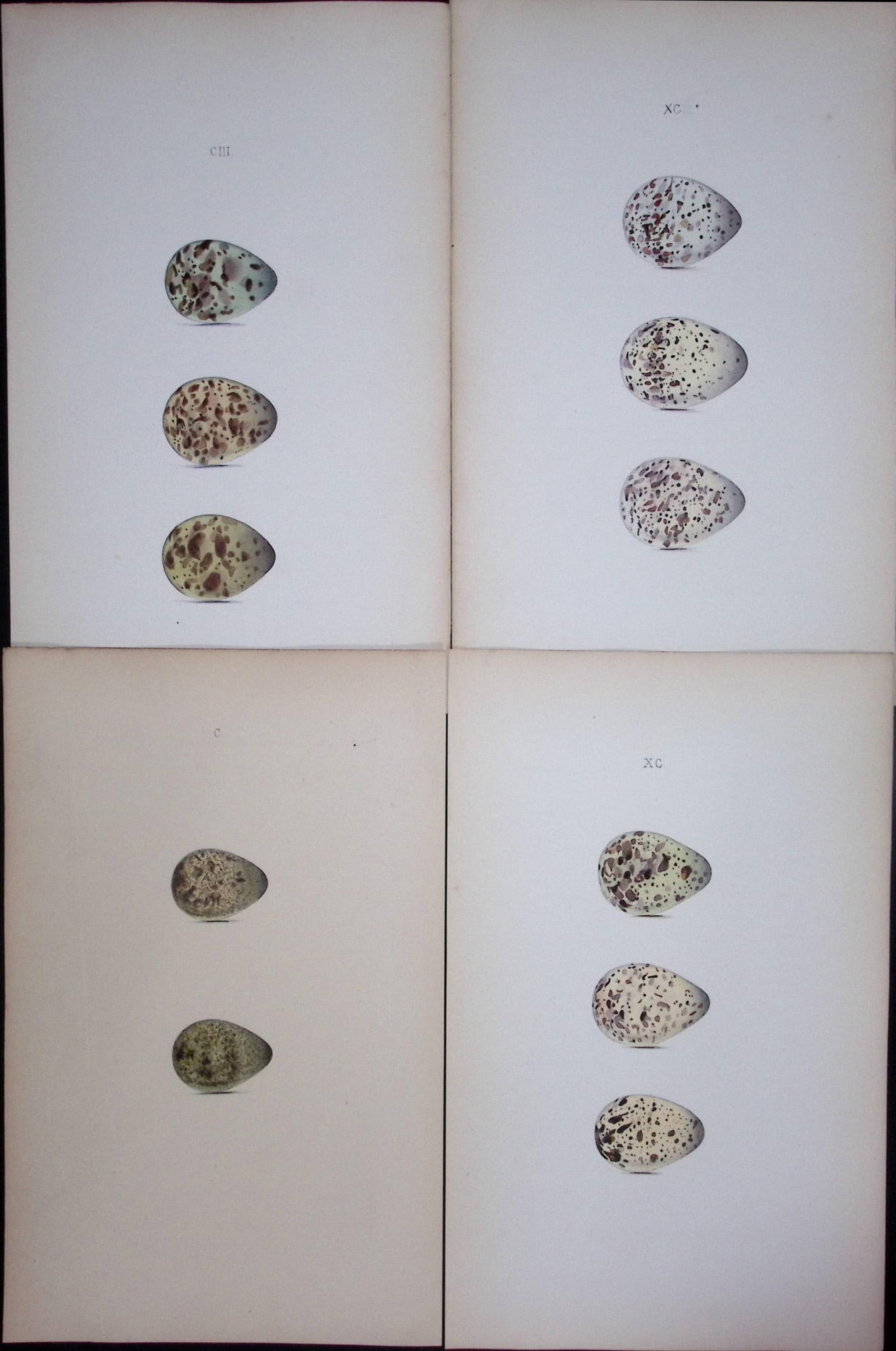 Sandpiper Bird Species -William Hewitson Joblot of Antique Hand-Coloured lithographs-8.: Title: Sandpiper Bird Species -William Hewitson Joblot of Antique Hand-Coloured lithographs-8. Description: Sandpiper Bird Species -William Hewitson Joblot of Antique Hand-Coloured lithograp