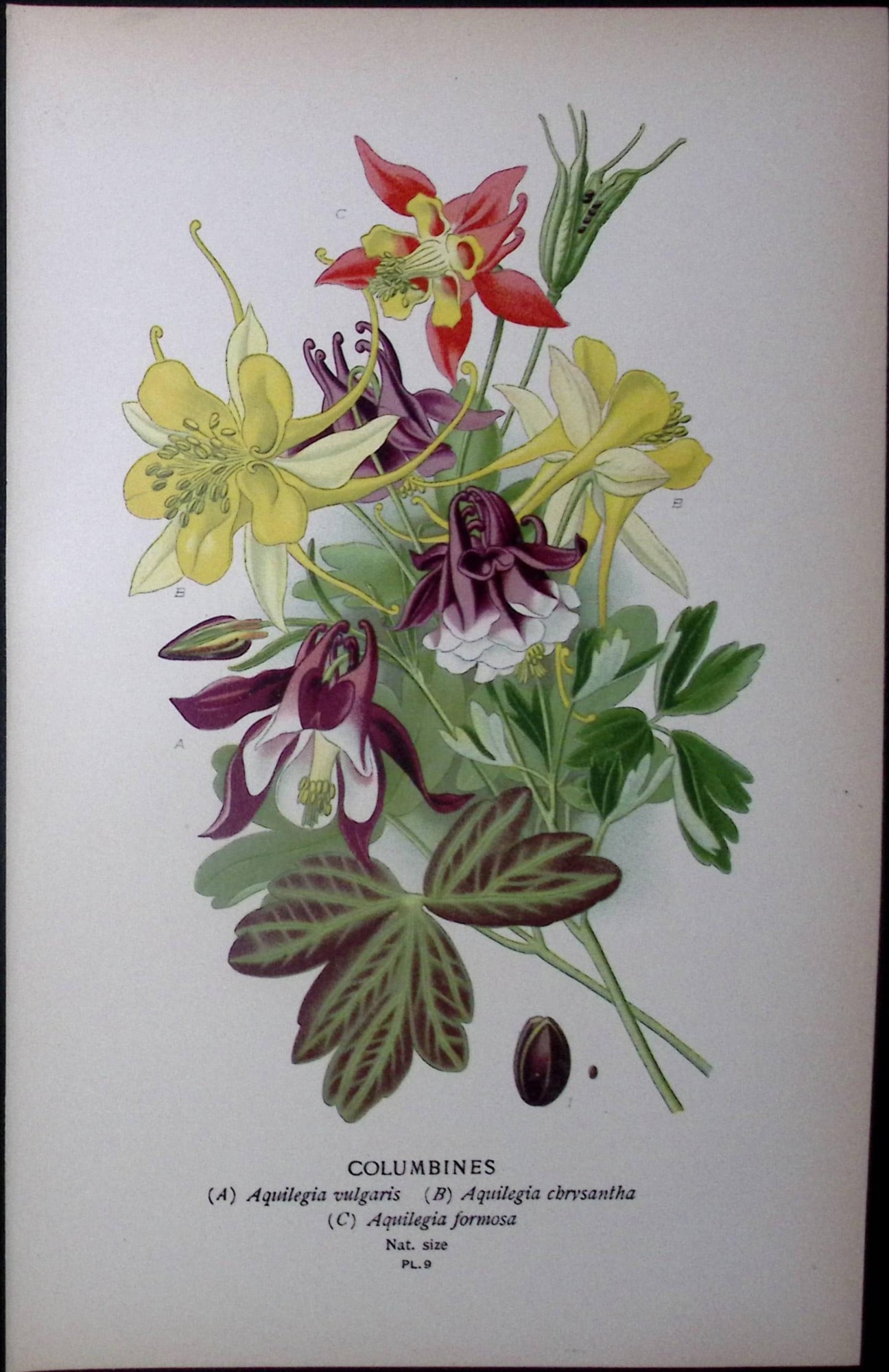 Columbines Edward Step Rare Antique Botanical Book Plate-9: Title: Columbines Edward Step Rare Antique Botanical Book Plate-9 Description: This Rare Beautiful Chromolithograph Was Removed from a Circa 1897 Antique Edition of. The Favourite Flowers of Garden