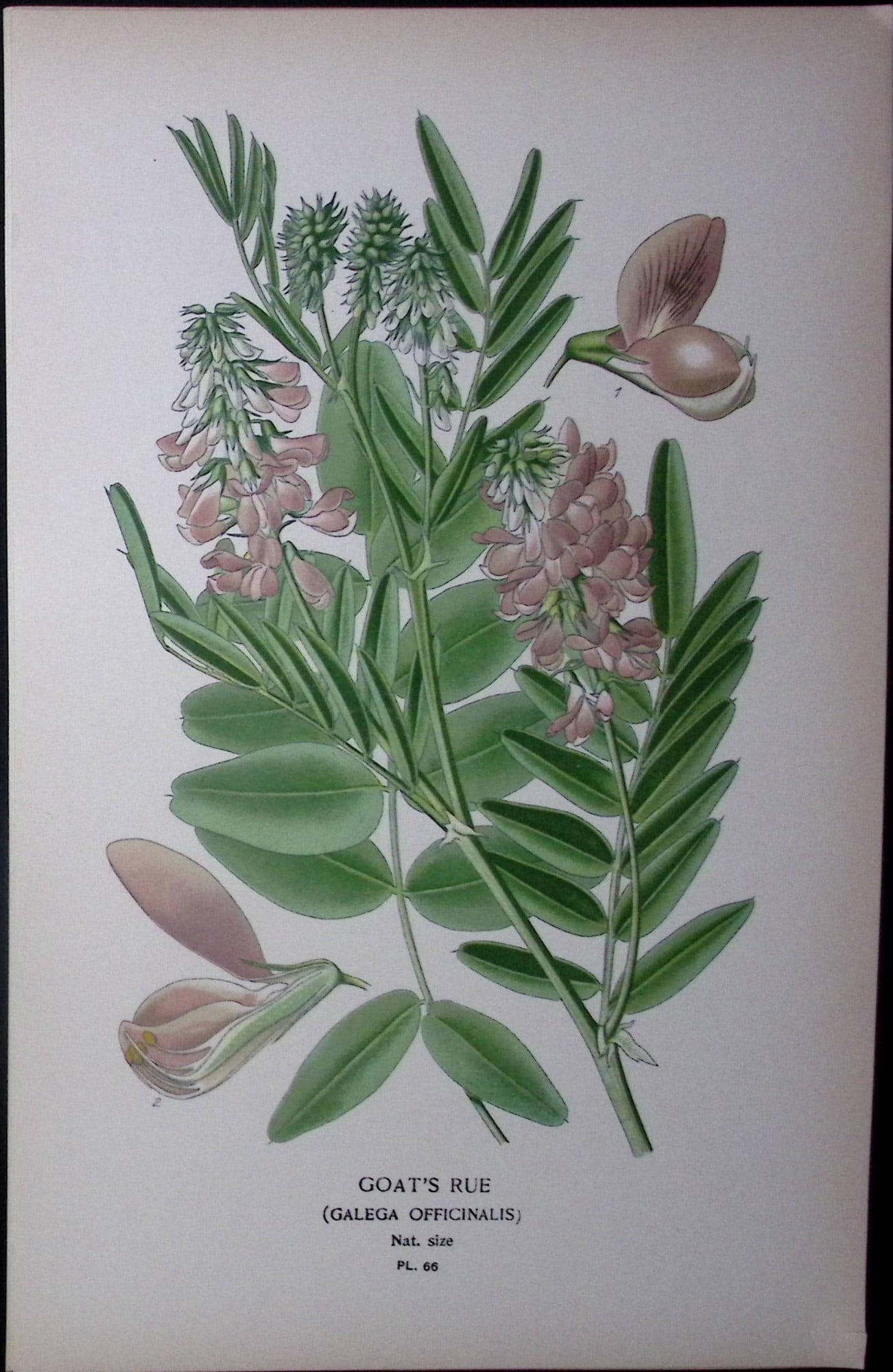 Goats Rue Edward Step Rare Antique Botanical Book Plate-66: Title: Goats Rue Edward Step Rare Antique Botanical Book Plate-66 Description: This Rare Beautiful Chromolithograph Was Removed from a Circa 1897 Antique Edition of. The Favourite Flowers of Garden