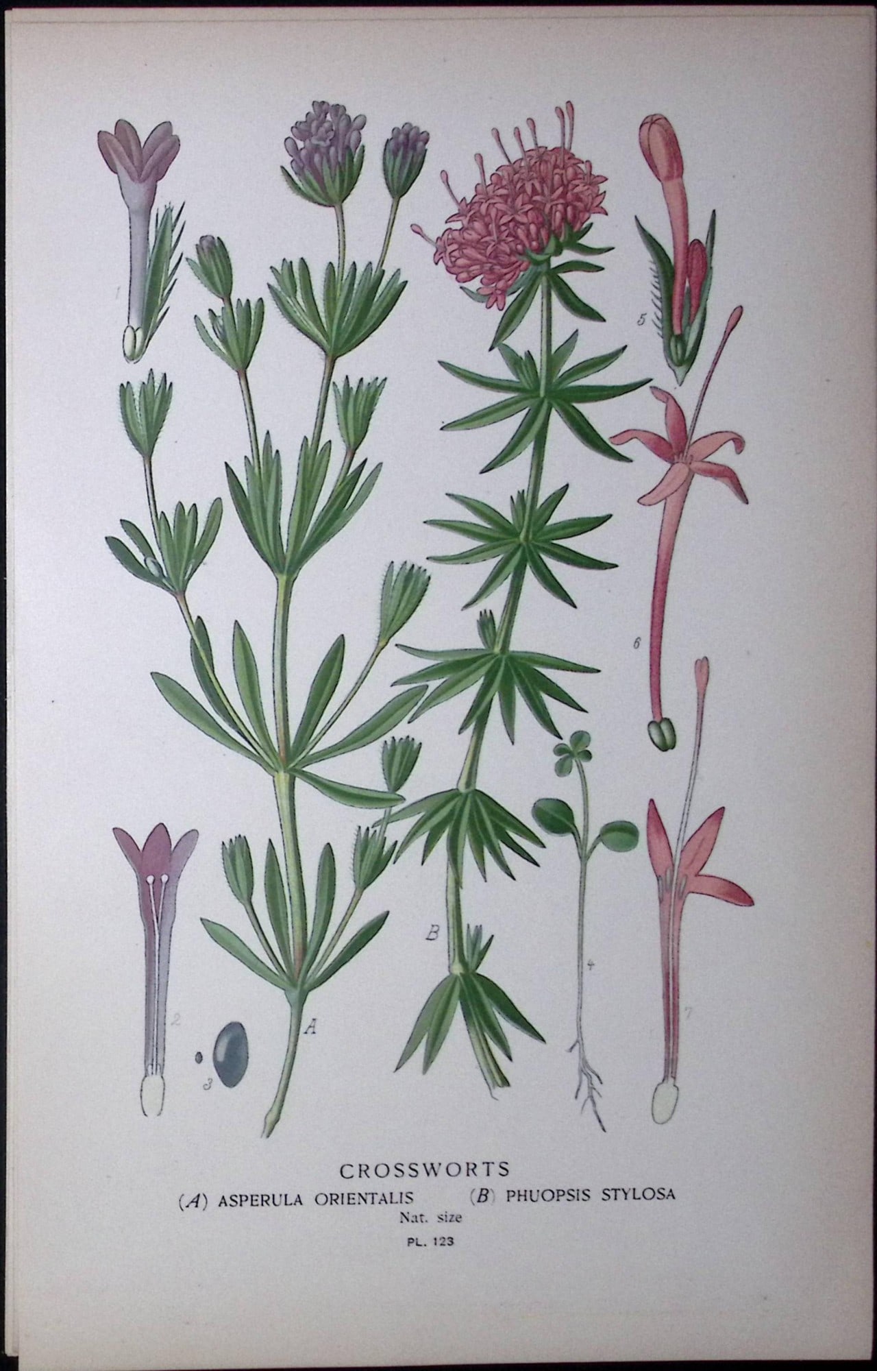 Crossworts Edward Step Rare Antique Botanical Book Plate-123: Title: Crossworts Edward Step Rare Antique Botanical Book Plate-123 Description: This Rare Beautiful Chromolithograph Was Removed from a Circa 1897 Antique Edition of. The Favourite Flowers of Garden