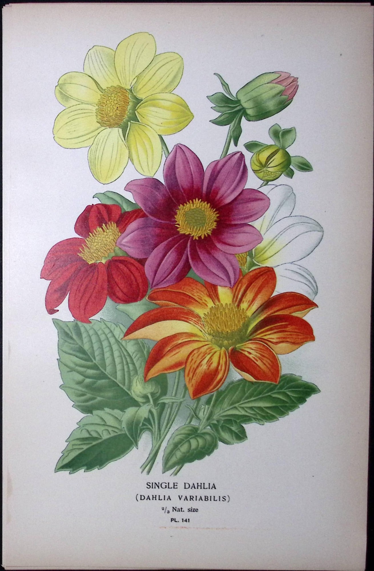 Single Dahlia Edward Step Rare Antique Botanical Book Plate-141: Title: Single Dahlia Edward Step Rare Antique Botanical Book Plate-141 Description: This Rare Beautiful Chromolithograph Was Removed from a Circa 1897 Antique Edition of. The Favourite Flowers of