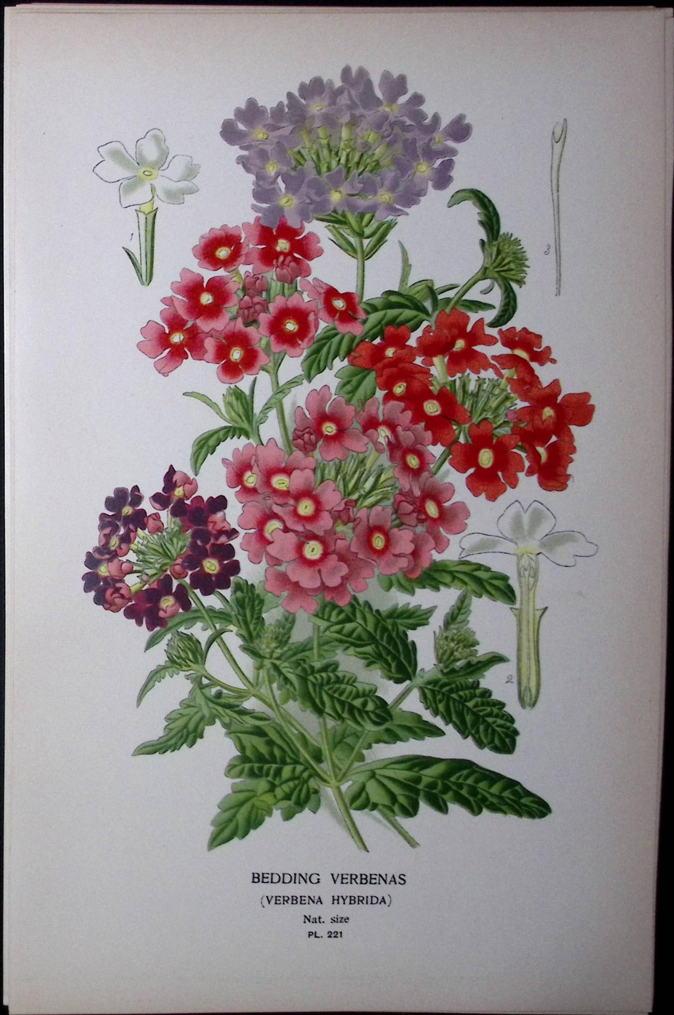 Bedding Verbenas Edward Step Rare Antique Botanical Book Plate-221: Title: Bedding Verbenas Edward Step Rare Antique Botanical Book Plate-221 Description: This Rare Beautiful Chromolithograph Was Removed from a Circa 1897 Antique Edition of. The Favourite Flowers of