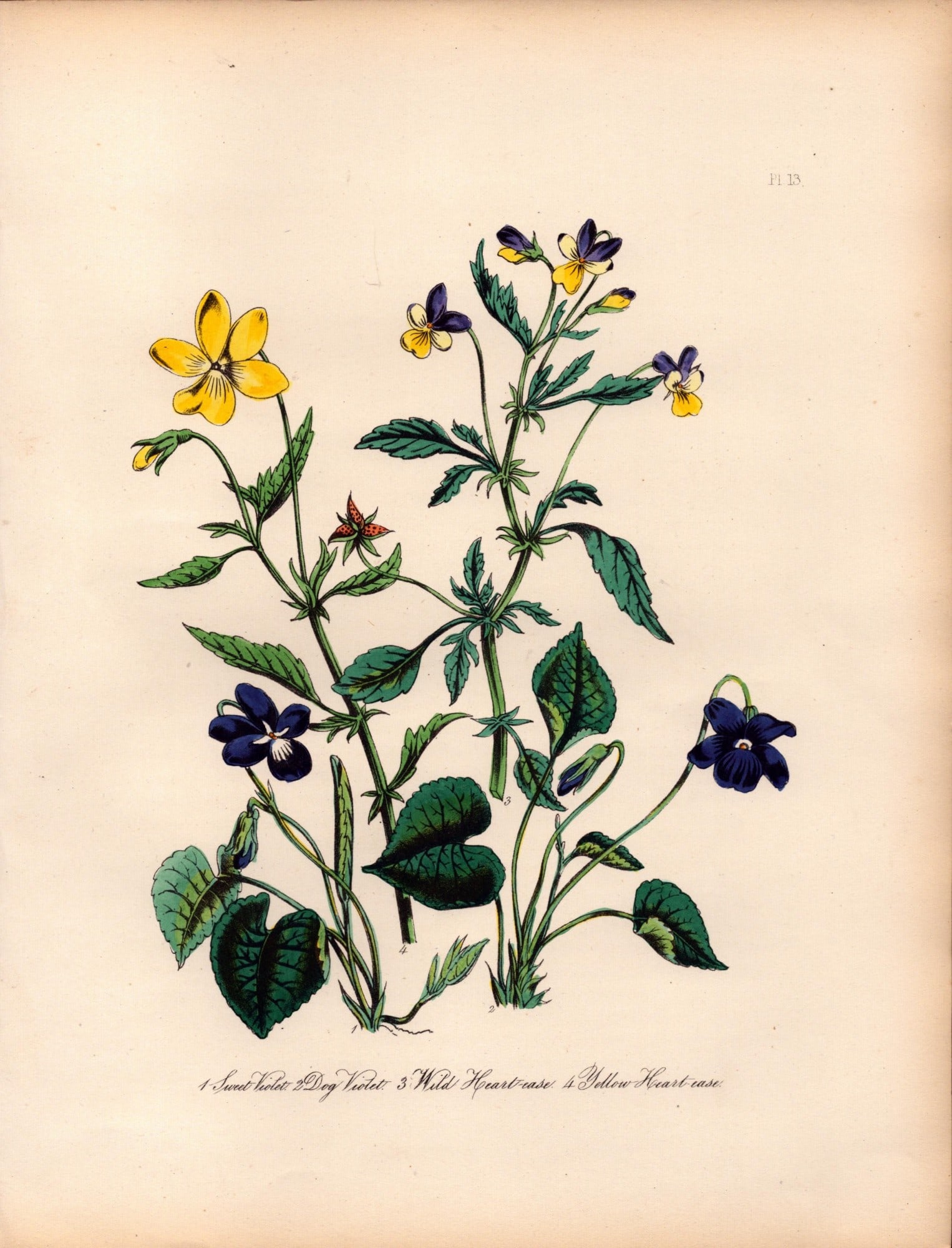 Rare 165-Yr-Old Antique Wildflower Gilt-Edged Illustration Jane Webb Loudon -13.: Title: Rare 165-Yr-Old Antique Wildflower Gilt-Edged Illustration Jane Webb Loudon -13. Description: Rare 165-Yr-Old Antique Wildflower Gilt-Edged Illustration Jane Webb Loudon. With Original H