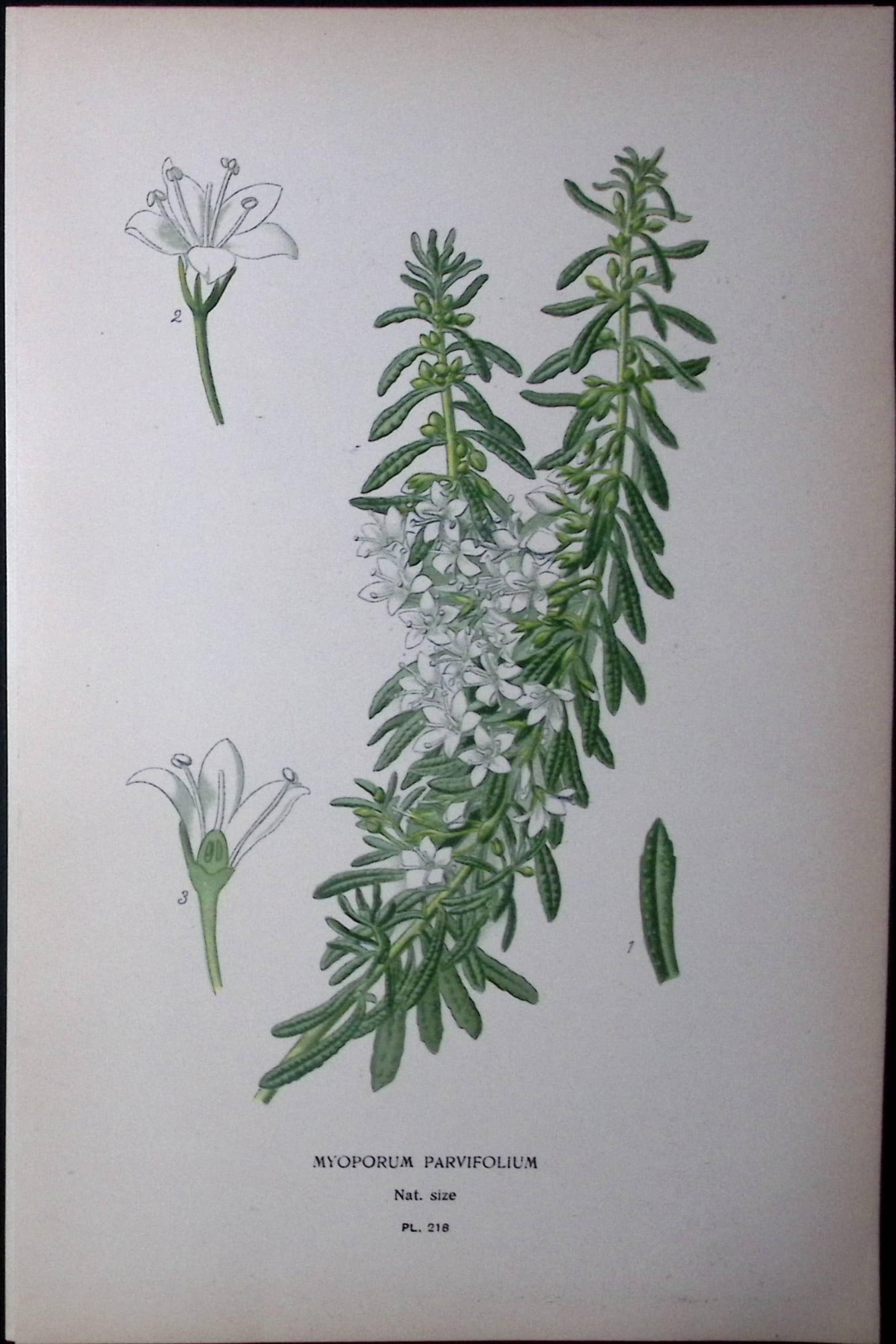 Creeping Boobialla Edward Step Rare Antique Botanical Book Plate-218: Title: Creeping Boobialla Edward Step Rare Antique Botanical Book Plate-218 Description: This Rare Beautiful Chromolithograph Was Removed from a Circa 1897 Antique Edition of. The Favourite Flowers