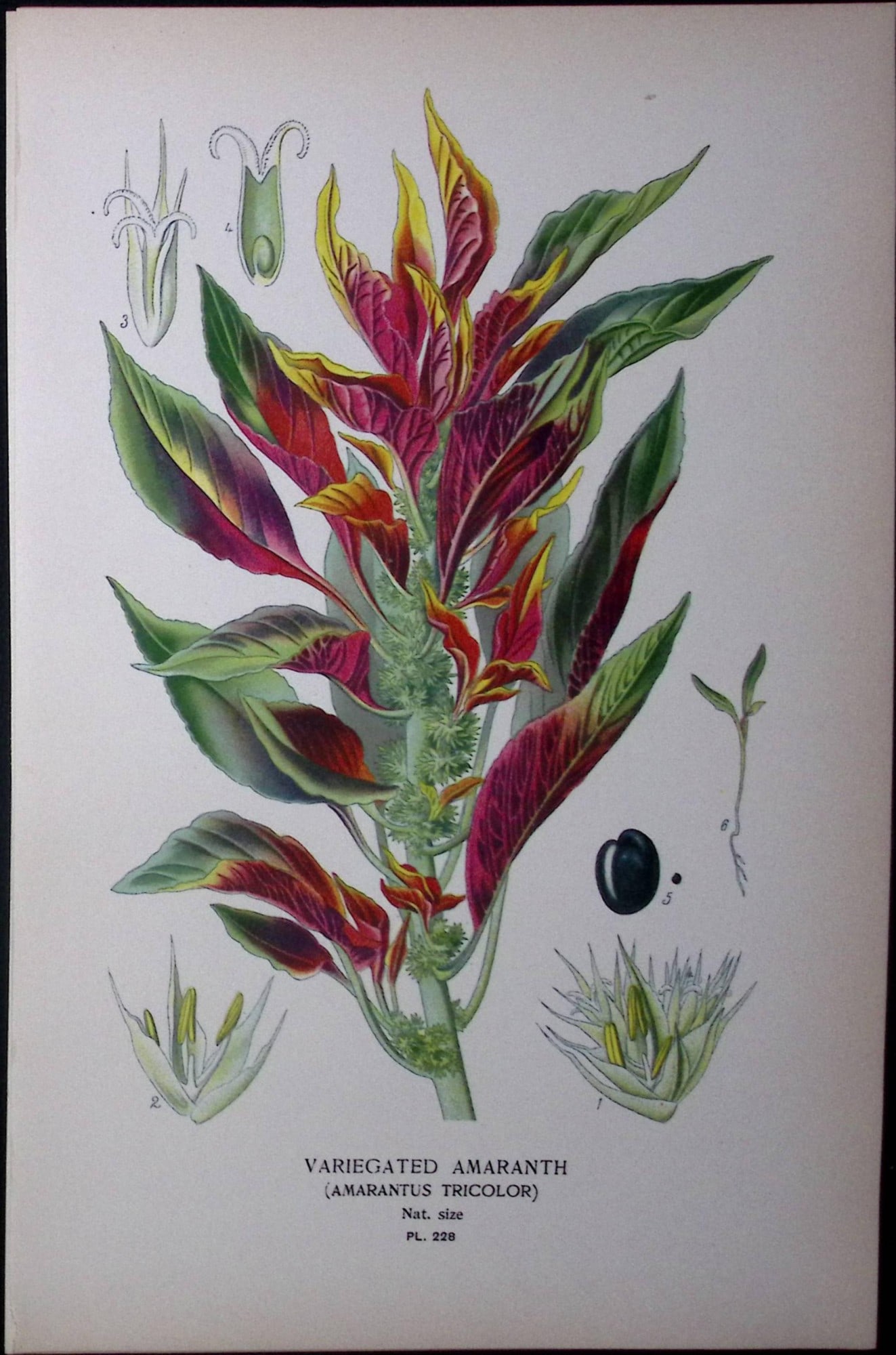 Variegated Amaranth Edward Step Rare Antique Botanical Book Plate-228: Title: Variegated Amaranth Edward Step Rare Antique Botanical Book Plate-228 Description: This Rare Beautiful Chromolithograph Was Removed from a Circa 1897 Antique Edition of. The Favourite Flowers