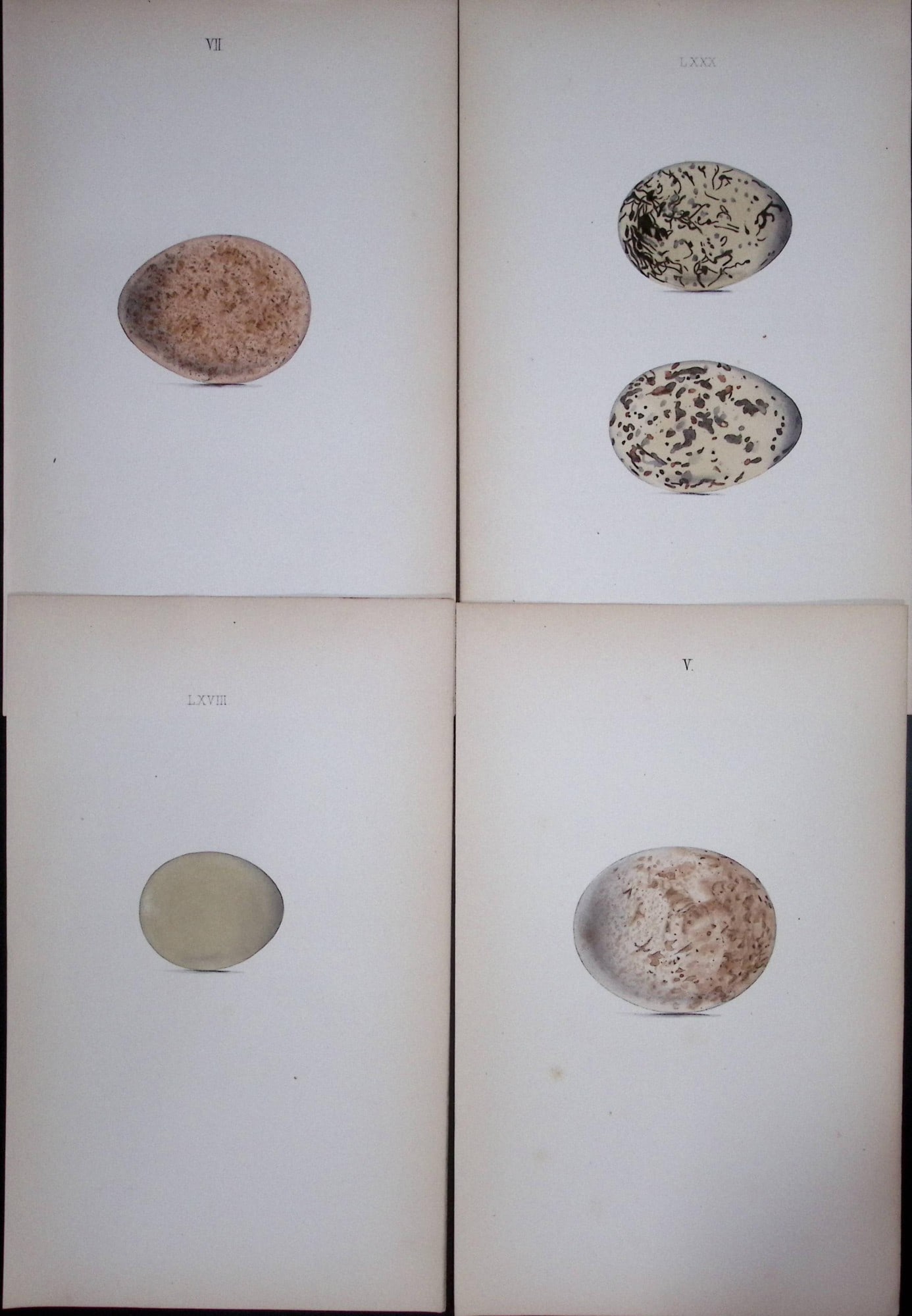 Eagle, Falcon, Pheasant. Oyster-William Hewitson Joblot of Antique Hand-Coloured lithographs-11: Title: Eagle, Falcon, Pheasant. Oyster-William Hewitson Joblot of Antique Hand-Coloured lithographs-11 Description: Eagle, Falcon, Pheasant. Oyster-William Hewitson Joblot of Antique 