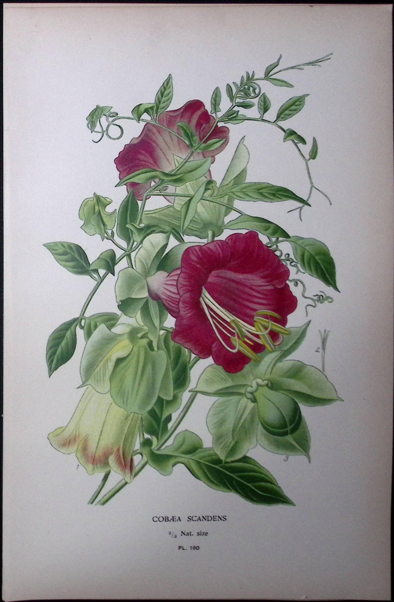 Cup and Saucer Vine Edward Step Rare Antique Botanical Book Plate-190: Title: Cup and Saucer Vine Edward Step Rare Antique Botanical Book Plate-190 Description: This Rare Beautiful Chromolithograph Was Removed from a Circa 1897 Antique Edition of. The Favourite Flowers