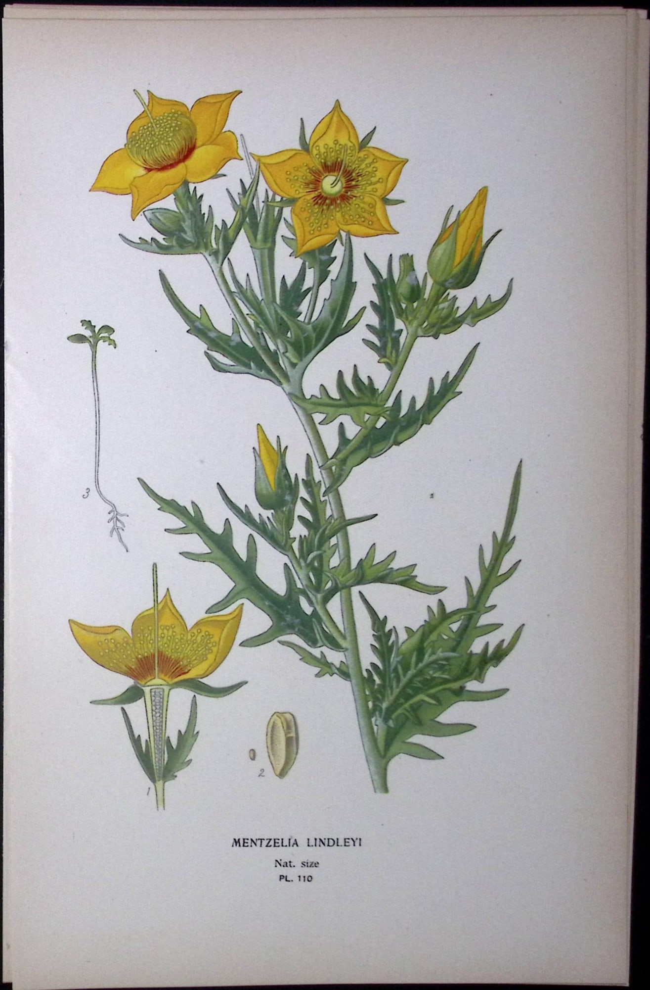 Golden Bartonia Edward Step Rare Antique Botanical Book Plate-110: Title: Golden Bartonia Edward Step Rare Antique Botanical Book Plate-110 Description: This Rare Beautiful Chromolithograph Was Removed from a Circa 1897 Antique Edition of. The Favourite Flowers of