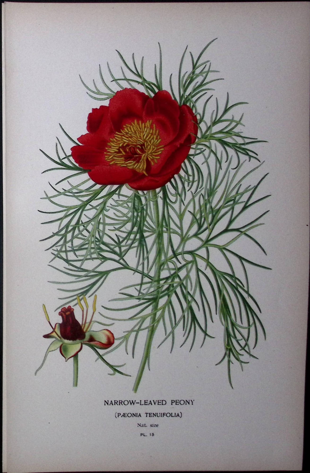 Narrow-Leaved Peony Edward Step Rare Antique Botanical Book Plate-15: Title: Narrow-Leaved Peony Edward Step Rare Antique Botanical Book Plate-15 Description: This Rare Beautiful Chromolithograph Was Removed from a Circa 1897 Antique Edition of. The Favourite Flowers