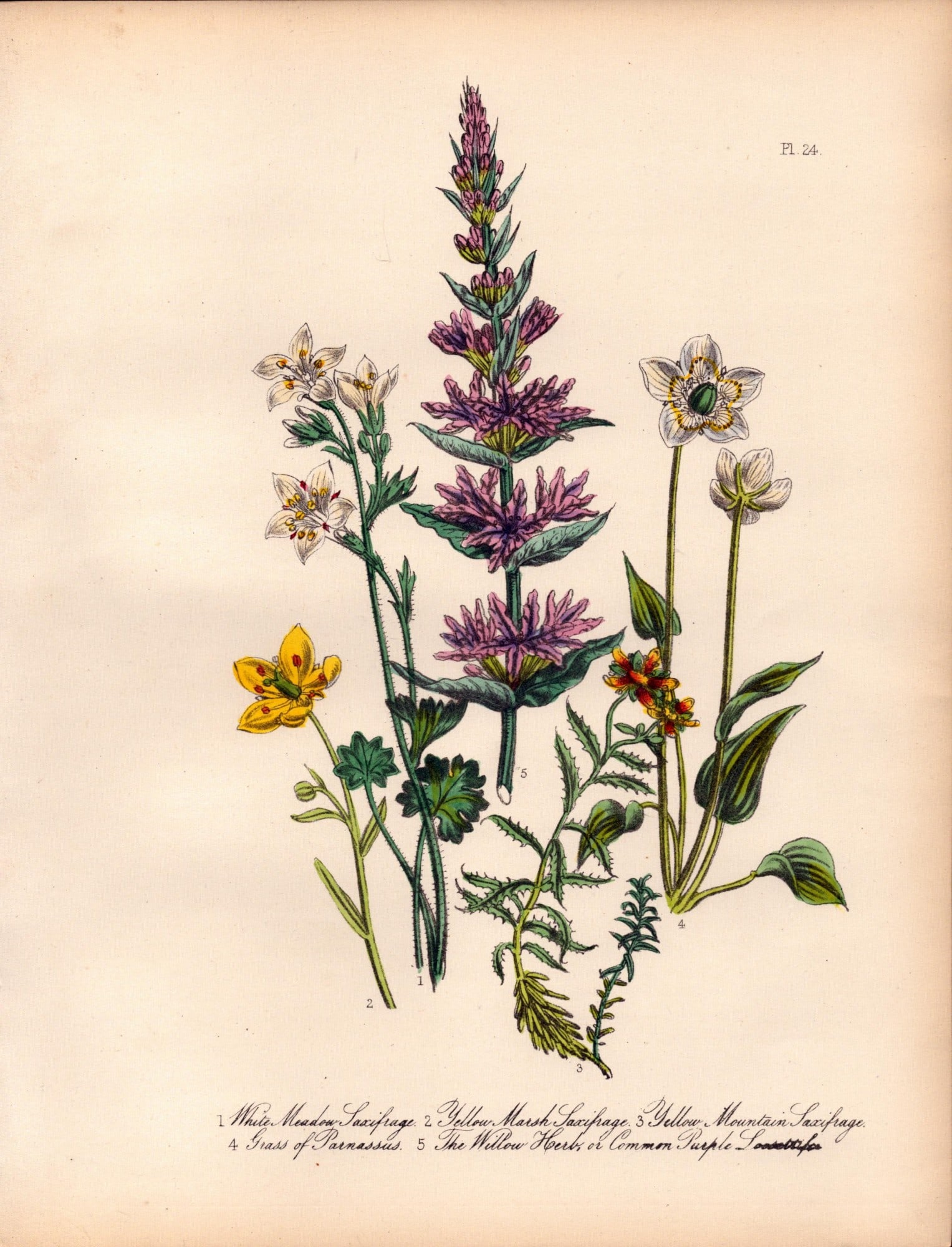 Rare 165-Yr-Old Antique Wildflower Gilt-Edged Illustration Jane Webb Loudon-24.: Title: Rare 165-Yr-Old Antique Wildflower Gilt-Edged Illustration Jane Webb Loudon-24. Description: Rare 165-Yr-Old Antique Wildflower Gilt-Edged Illustration Jane Webb Loudon. With Original Ha