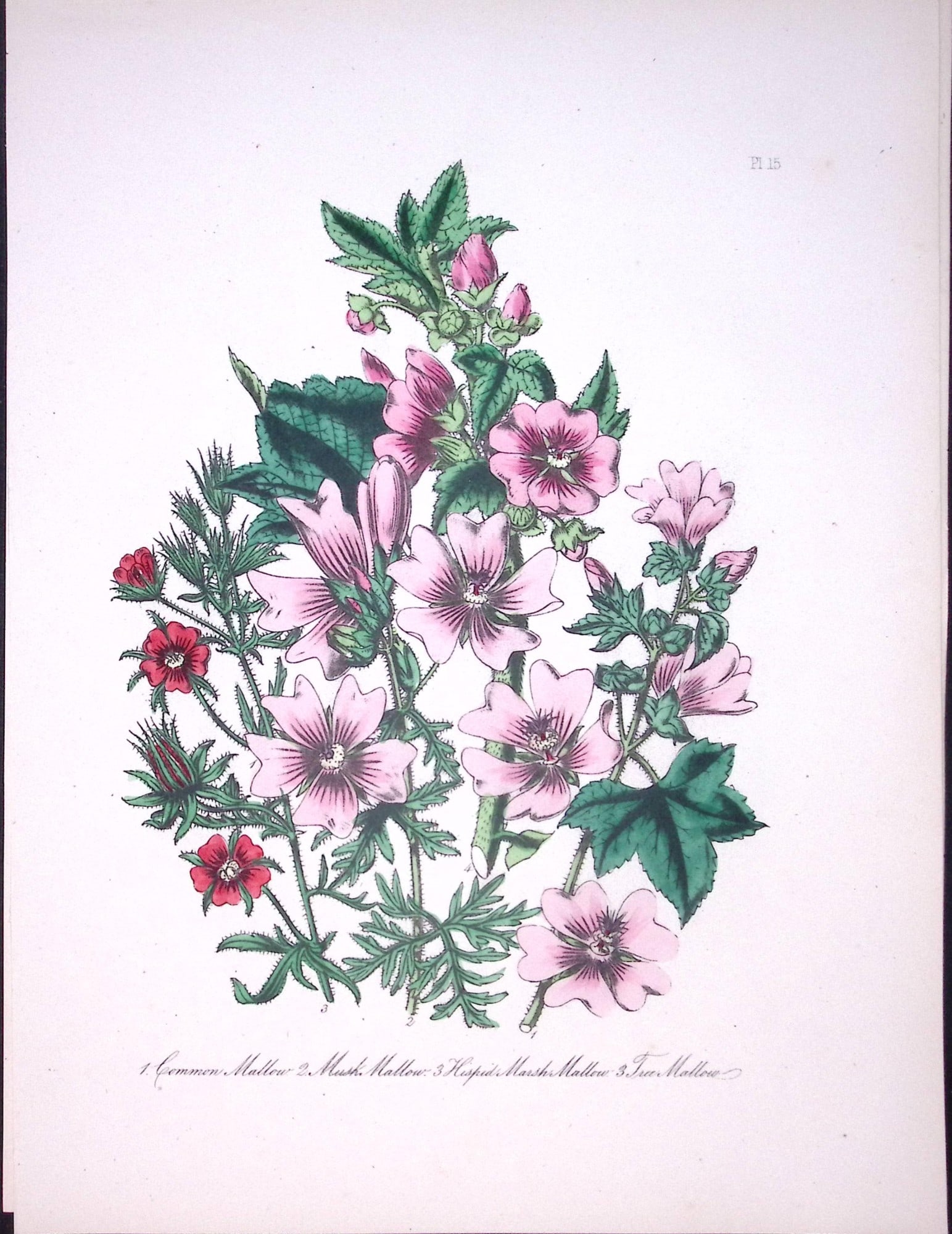 Rare 165-Yr-Old Antique Wildflower Gilt-Edged Illustration Jane Webb Loudon -15.: Title: Rare 165-Yr-Old Antique Wildflower Gilt-Edged Illustration Jane Webb Loudon -15. Description: Rare 165-Yr-Old Antique Wildflower Gilt-Edged Illustration Jane Webb Loudon. With Original