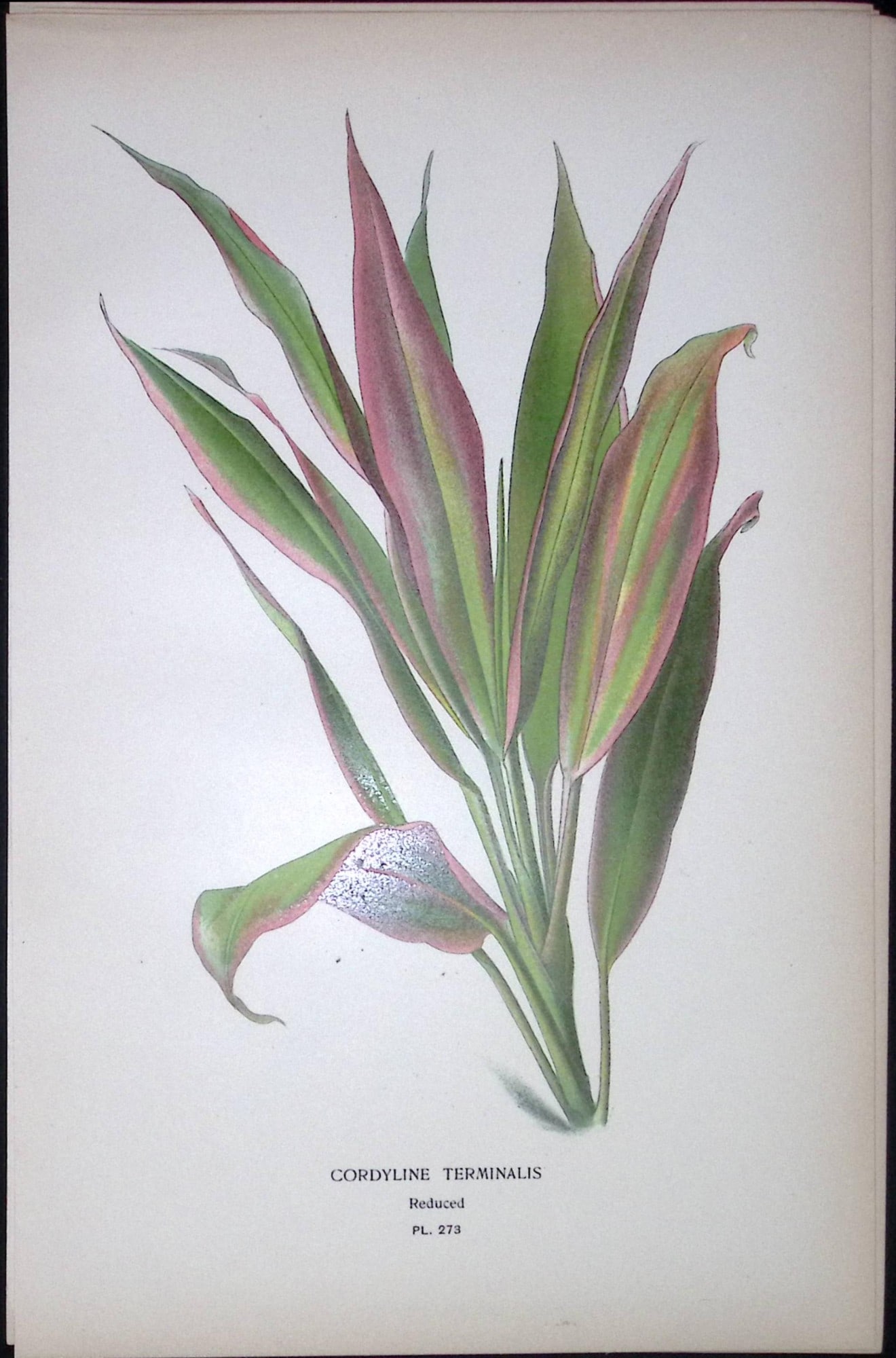 Cordyline Terminalis Edward Step Rare Antique Botanical Book Plate-273: Title: Cordyline Terminalis Edward Step Rare Antique Botanical Book Plate-273 Description: This Rare Beautiful Chromolithograph Was Removed from a Circa 1897 Antique Edition of. The Favourite Flowers