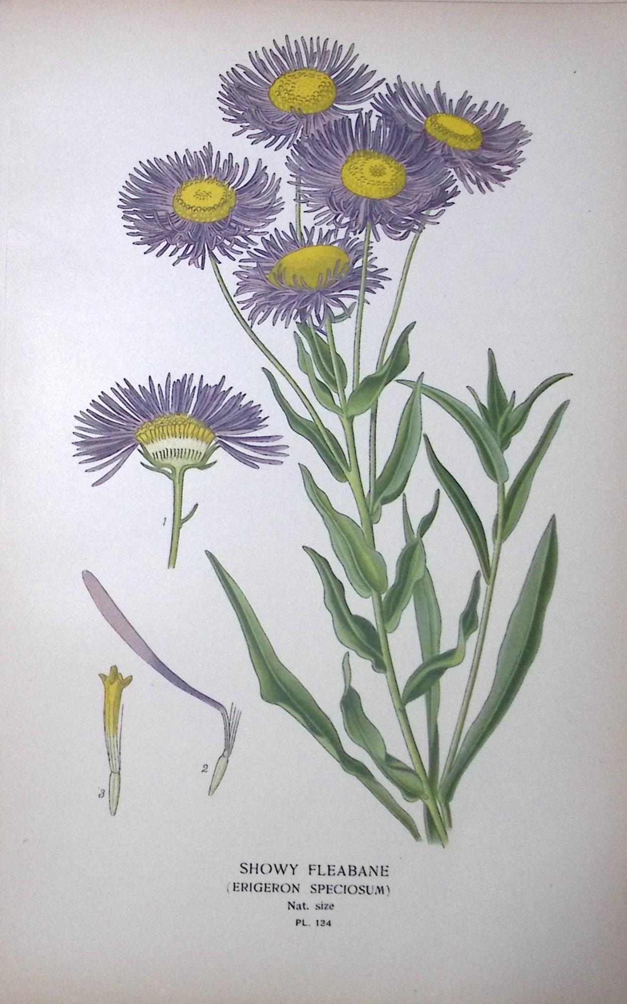 Showy Fleabane Edward Step Rare Antique Botanical Book Plate-134: Title: Showy Fleabane Edward Step Rare Antique Botanical Book Plate-134 Description: This Rare Beautiful Chromolithograph Was Removed from a Circa 1897 Antique Edition of. The Favourite Flowers of