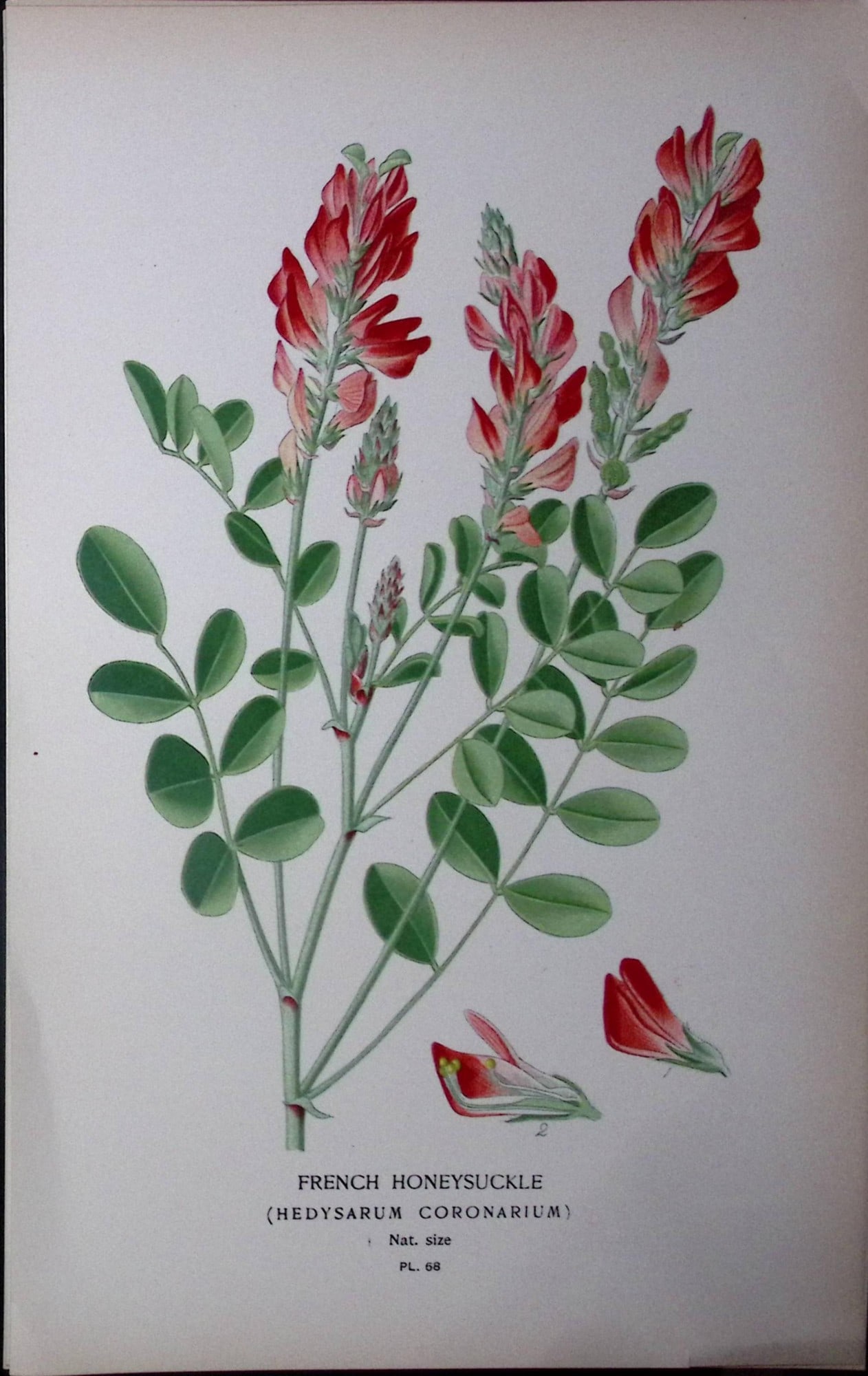 French Honeysuckle Edward Step Rare Antique Botanical Book Plate-68: Title: French Honeysuckle Edward Step Rare Antique Botanical Book Plate-68 Description: This Rare Beautiful Chromolithograph Was Removed from a Circa 1897 Antique Edition of. The Favourite Flowers of
