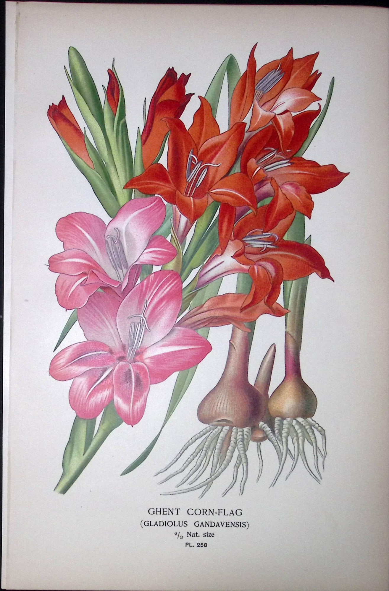Two-Coloured Coralberry Edward Step Rare Antique Botanical Book Plate-250: Title: Two-Coloured Coralberry Edward Step Rare Antique Botanical Book Plate-250 Description: This Rare Beautiful Chromolithograph Was Removed from a Circa 1897 Antique Edition of. The Favourite