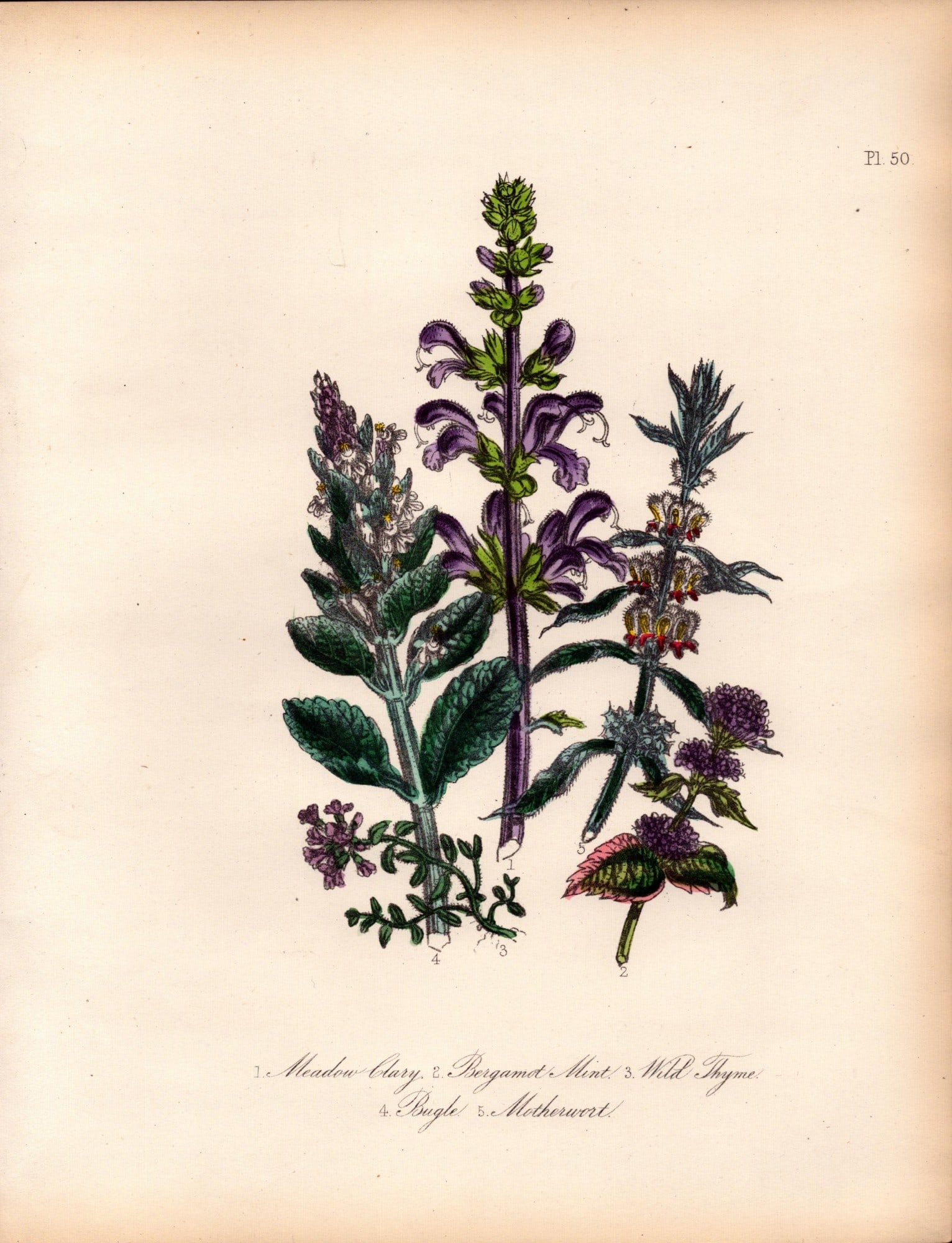Rare 165-Yr-Old Antique Wildflower Gilt-Edged Illustration Jane Webb Loudon-50.: Title: Rare 165-Yr-Old Antique Wildflower Gilt-Edged Illustration Jane Webb Loudon-50. Description: With Original Hand-Colouring from The Famed Series of British Wildflowers. By Jane Webb Louden