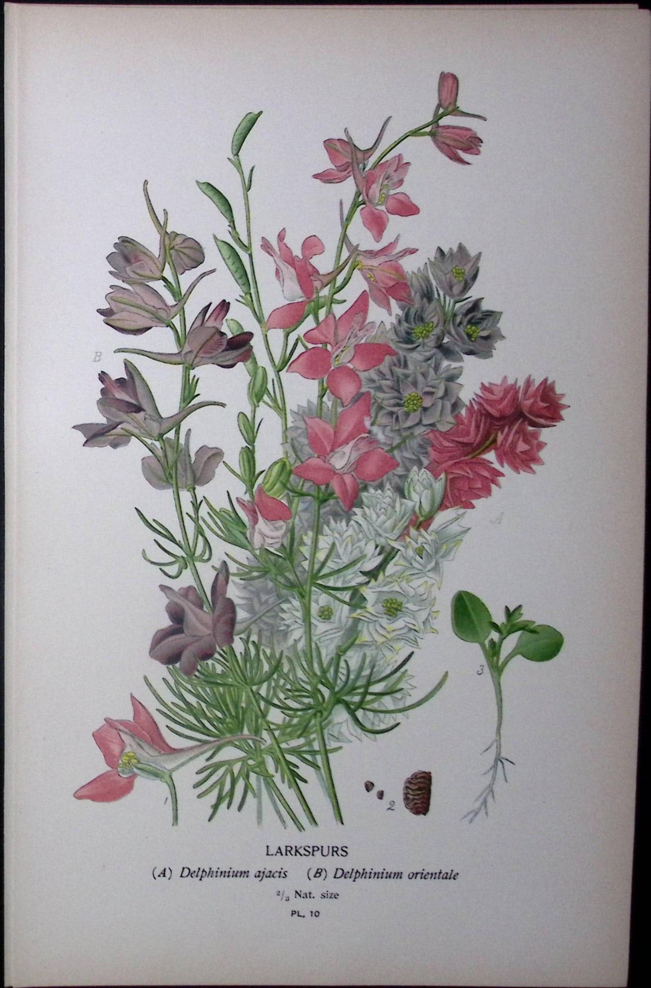 Larkspurs Edward Step Rare Antique Botanical Book Plate-10: Title: Larkspurs Edward Step Rare Antique Botanical Book Plate-10 Description: This Rare Beautiful Chromolithograph Was Removed from a Circa 1897 Antique Edition of. The Favourite Flowers of Garden