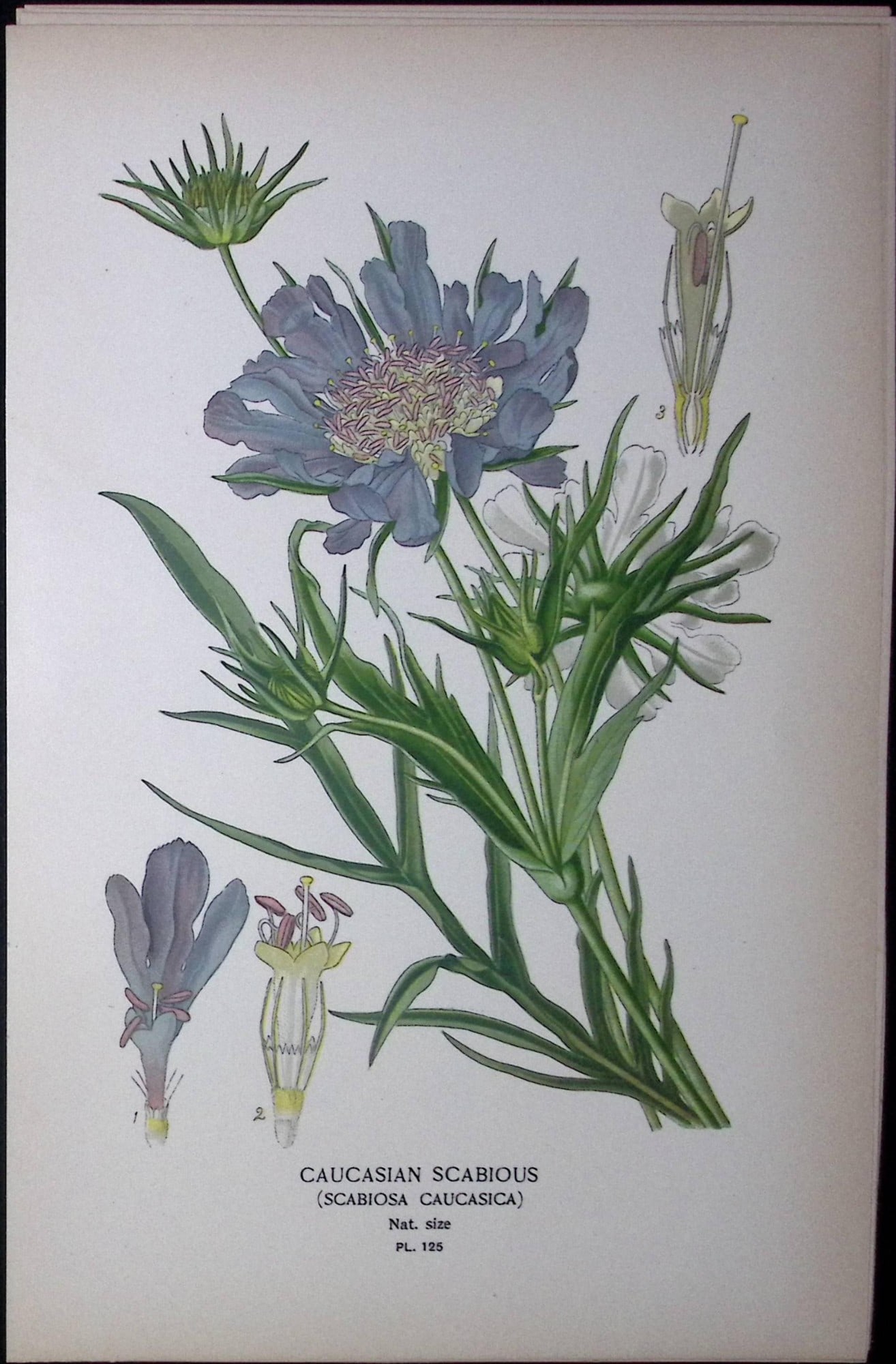 Pin Cushion Flower Edward Step Rare Antique Botanical Book Plate-125: Title: Pin Cushion Flower Edward Step Rare Antique Botanical Book Plate-125 Description: This Rare Beautiful Chromolithograph Was Removed from a Circa 1897 Antique Edition of. The Favourite Flowers