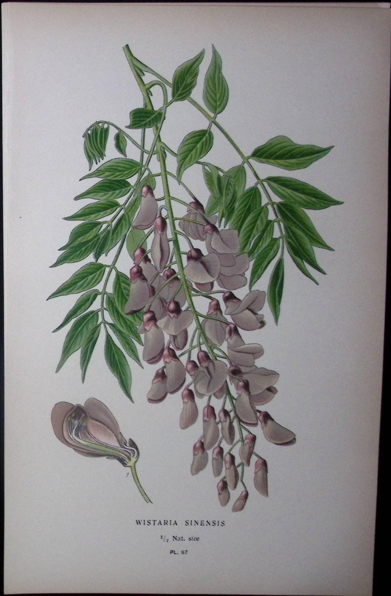 Wistaria Sinensis Edward Step Rare Antique Botanical Book Plate-67: Title: Wistaria Sinensis Edward Step Rare Antique Botanical Book Plate-67 Description: This Rare Beautiful Chromolithograph Was Removed from a Circa 1897 Antique Edition of. The Favourite Flowers of