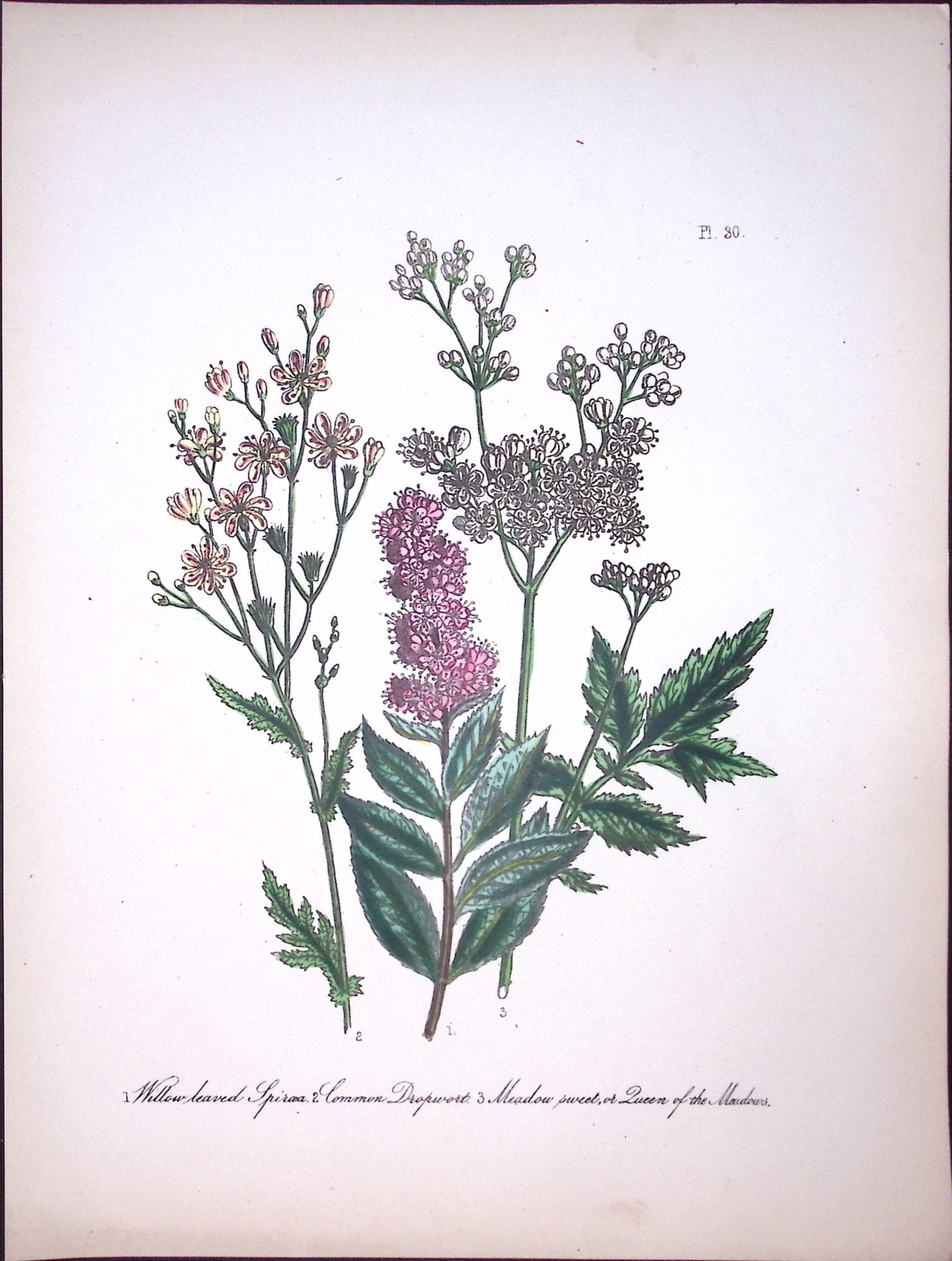 Rare 165-Yr-Old Antique Wildflower Gilt-Edged Illustration Jane Webb Loudon-30-A: Title: Rare 165-Yr-Old Antique Wildflower Gilt-Edged Illustration Jane Webb Loudon-30-A Description: Rare 165-Yr-Old Antique Wildflower Gilt-Edged Illustration Jane Webb Loudon-57. With